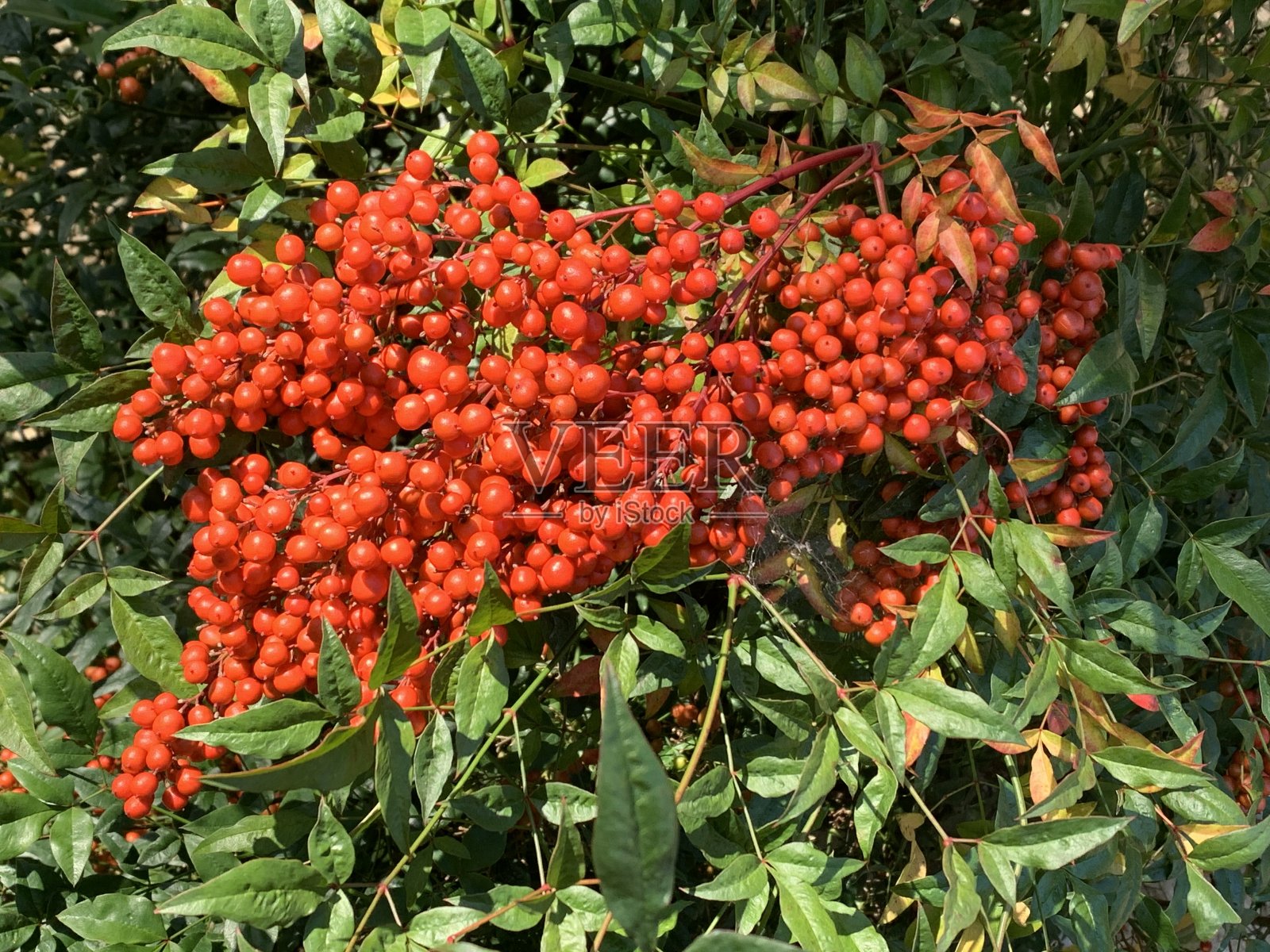 果实在秋天照片摄影图片