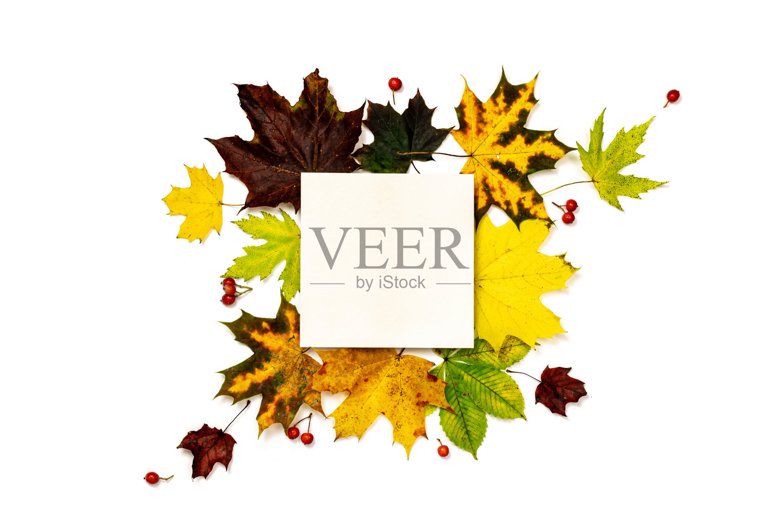 秋天枫叶。色彩斑斓的干树叶，红色浆果的秋天组成孤立在白色的背景。平铺，俯视图，正方形，复制空间。照片摄影图片