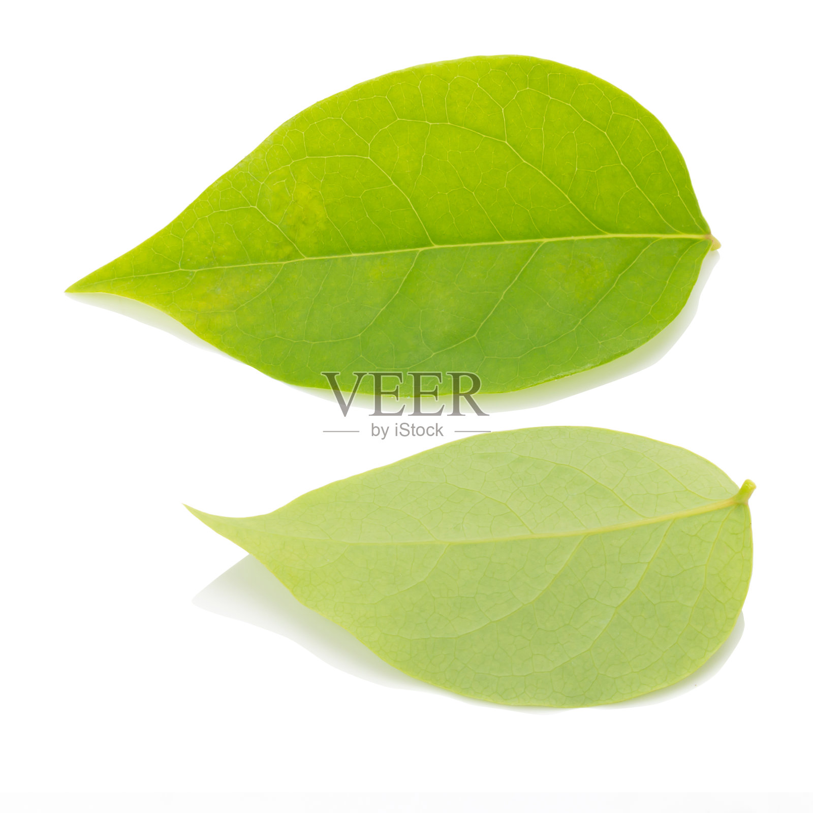 白色背景上的绿叶照片摄影图片