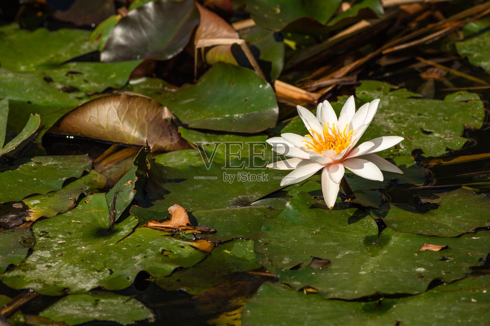 一朵粉红色的、白色的睡莲花照片摄影图片