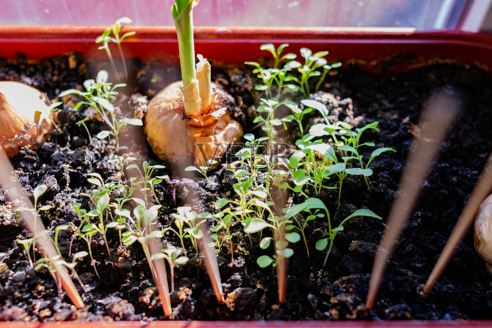 窗台上棕色花盆里的绿色豆瓣菜的小苗。附近的黑土里，洋葱在阳光下发芽照片摄影图片