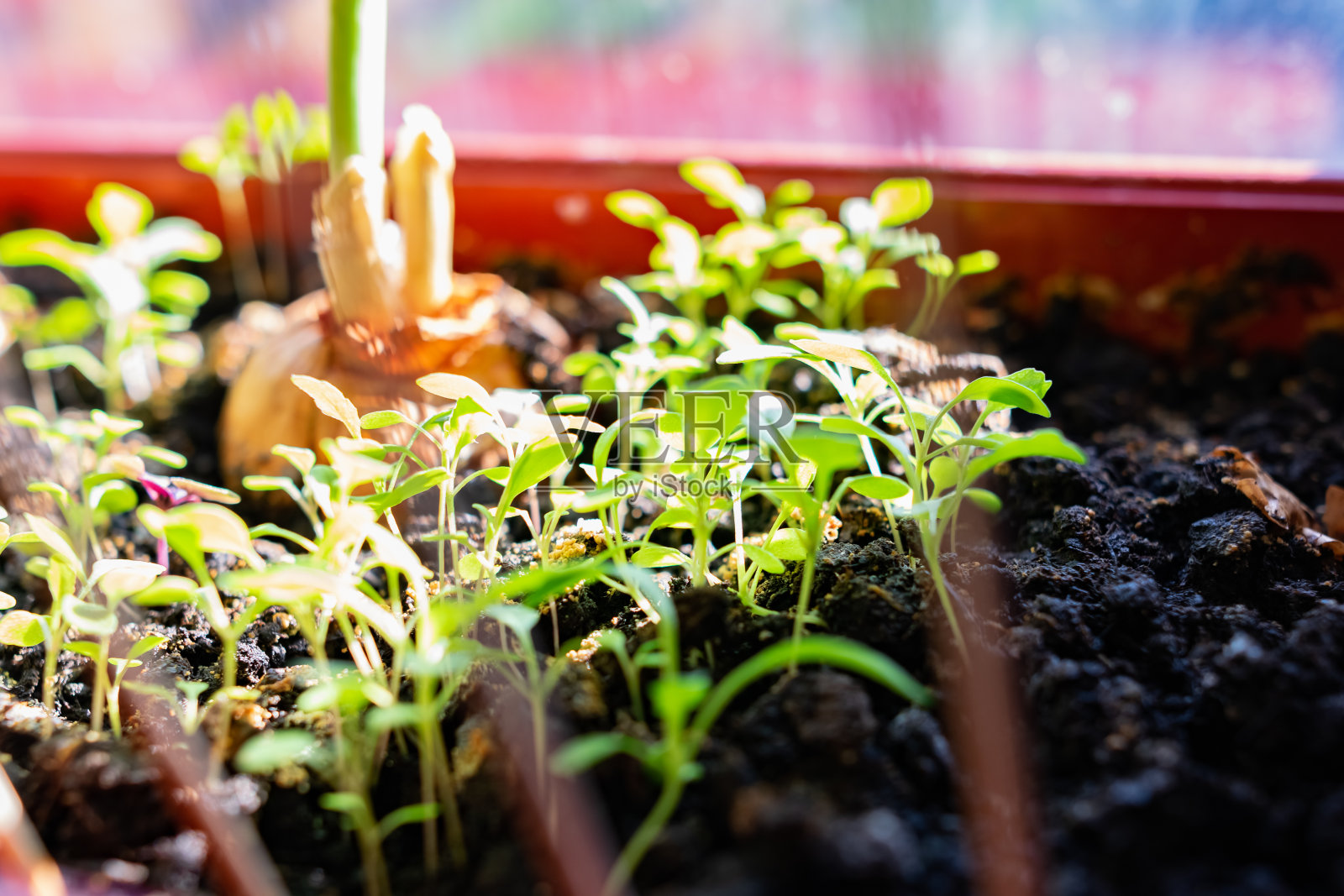 窗台上棕色花盆里的绿色豆瓣菜的小苗。附近的黑土里，洋葱在阳光下发芽照片摄影图片
