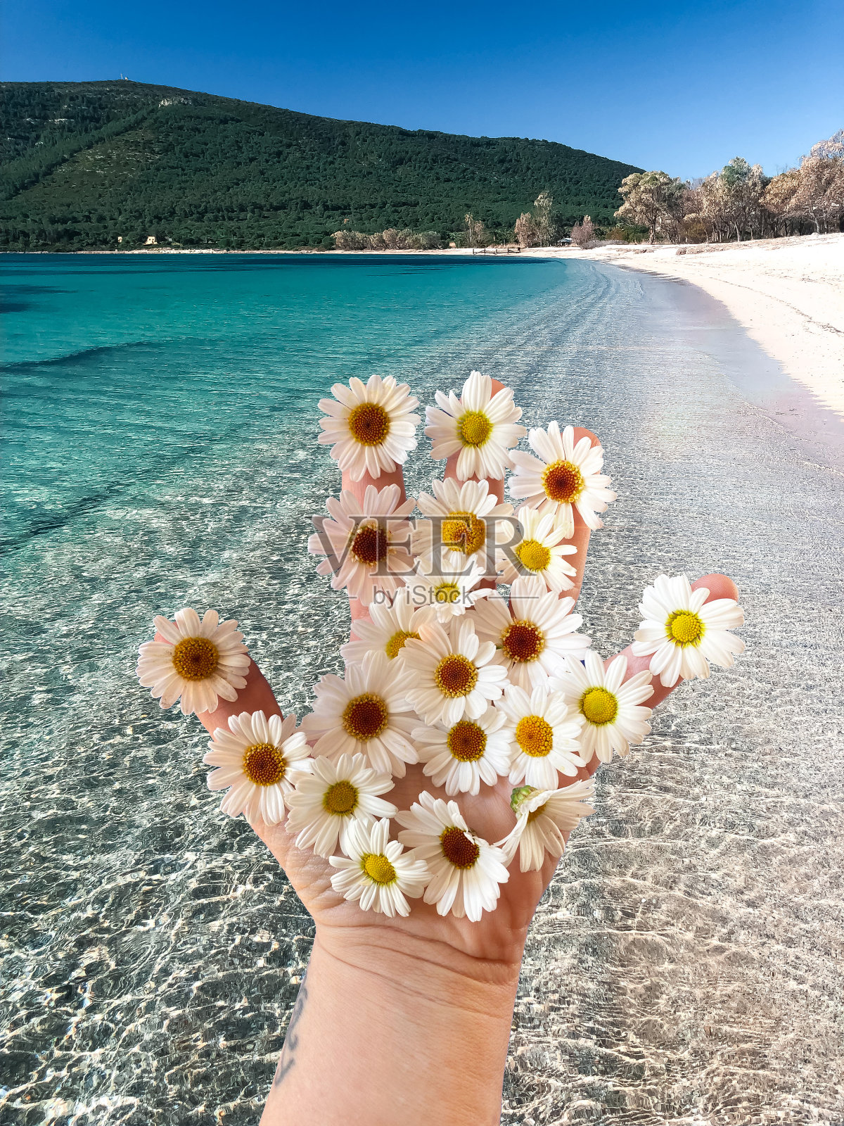 在地中海撒丁岛阳光明媚的夏日里，一个女人的手牵着雏菊走在海滩上。白色的沙子和晴朗的天空。照片摄影图片