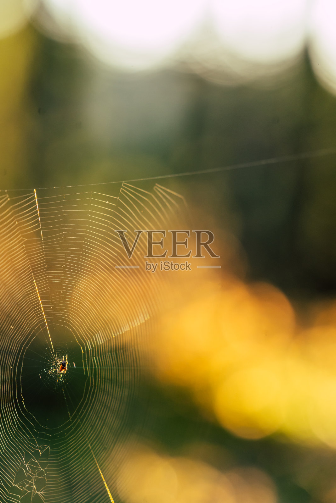 孤立的蜘蛛网与蜘蛛在它的森林与模糊的树叶背景-阳光明媚的秋天照片摄影图片