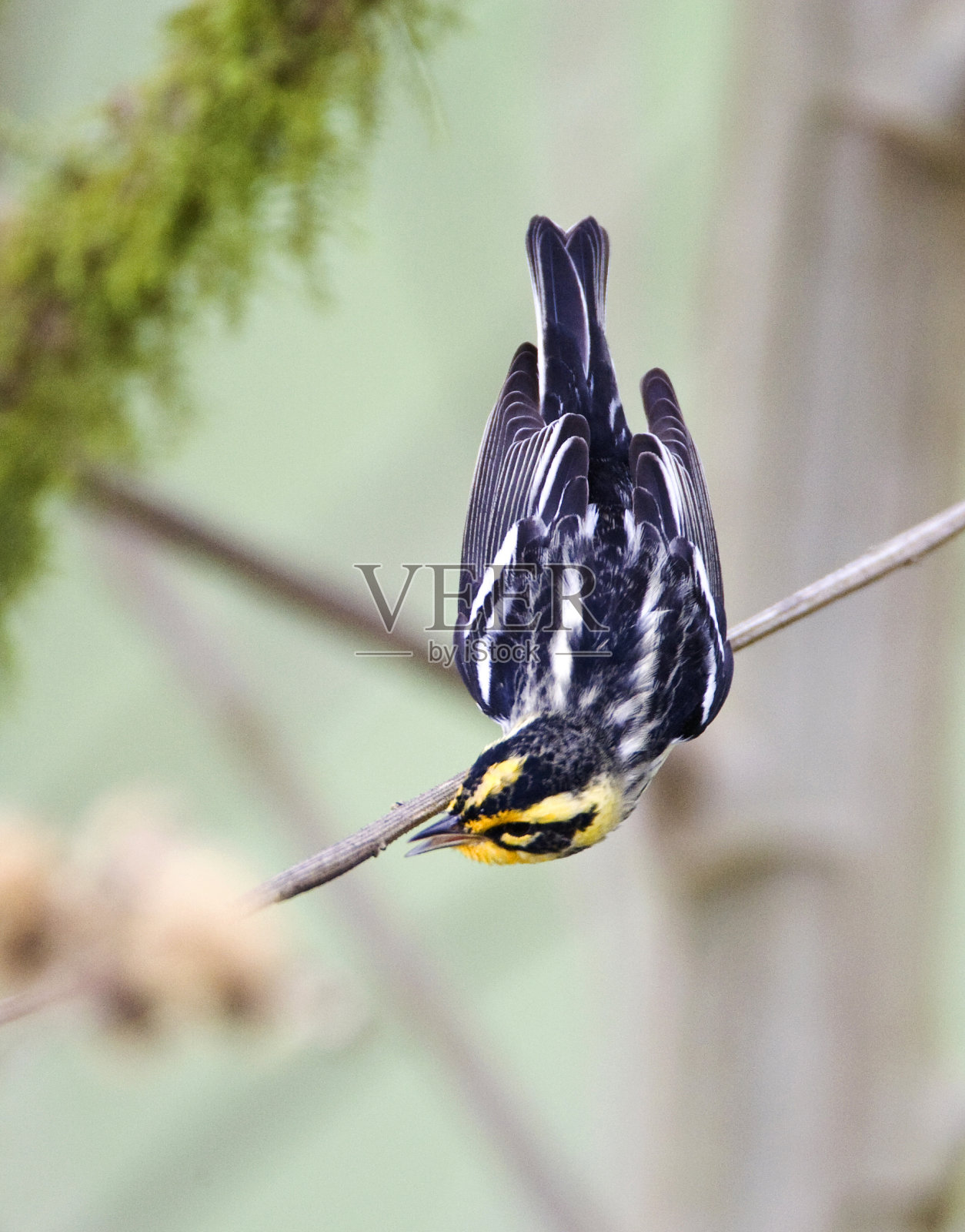 黑burne莺，Dendroica fusca照片摄影图片