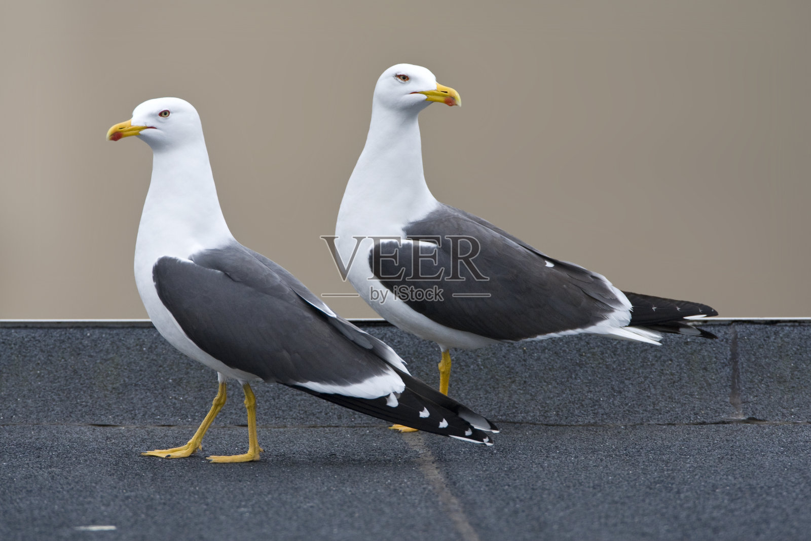 图为荷兰北海海岸小镇卡特维克拍摄的鸟瞰图。照片摄影图片