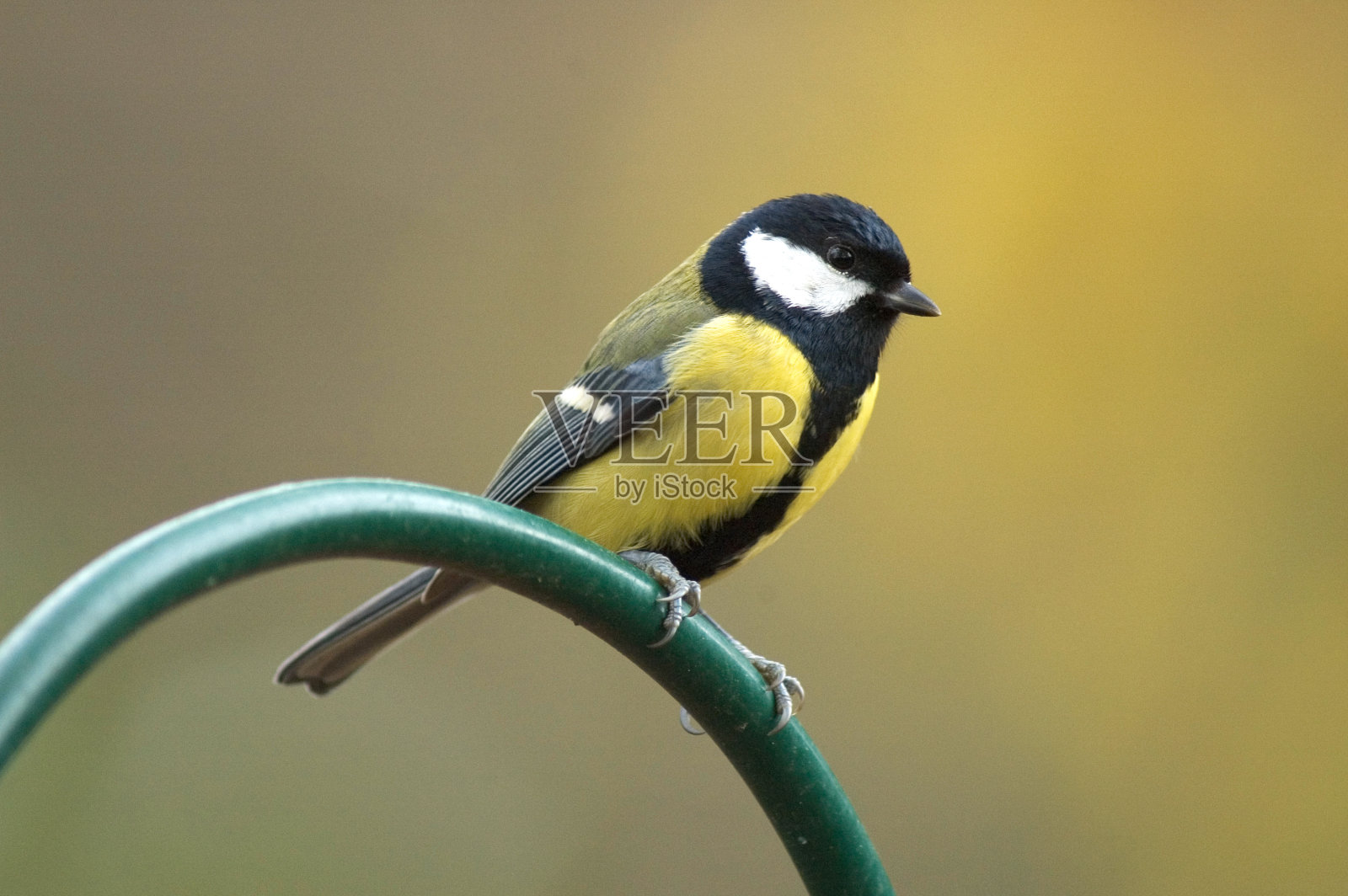 大山雀，库米斯，帕鲁斯少校照片摄影图片