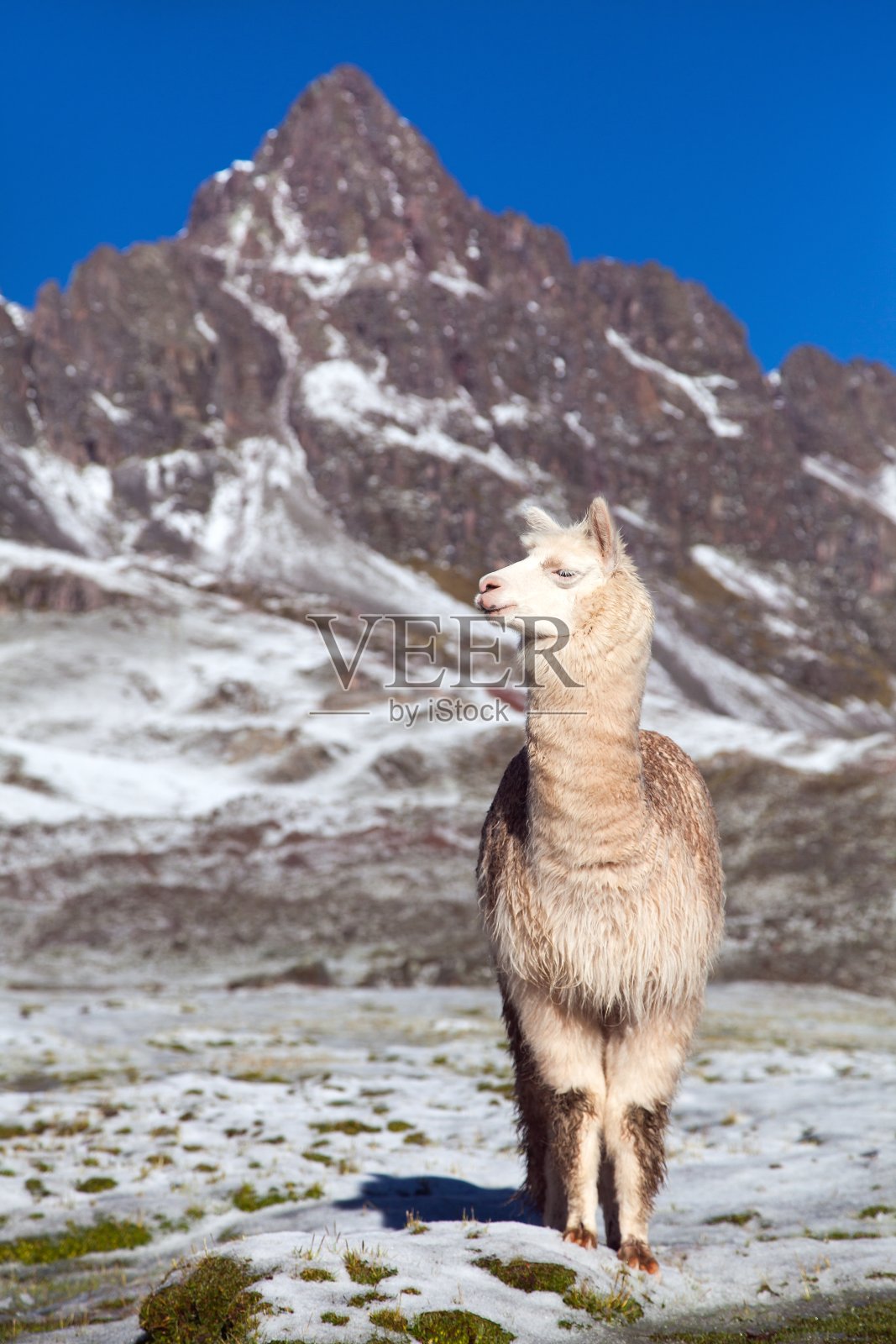草原上的羊驼或喇嘛照片摄影图片