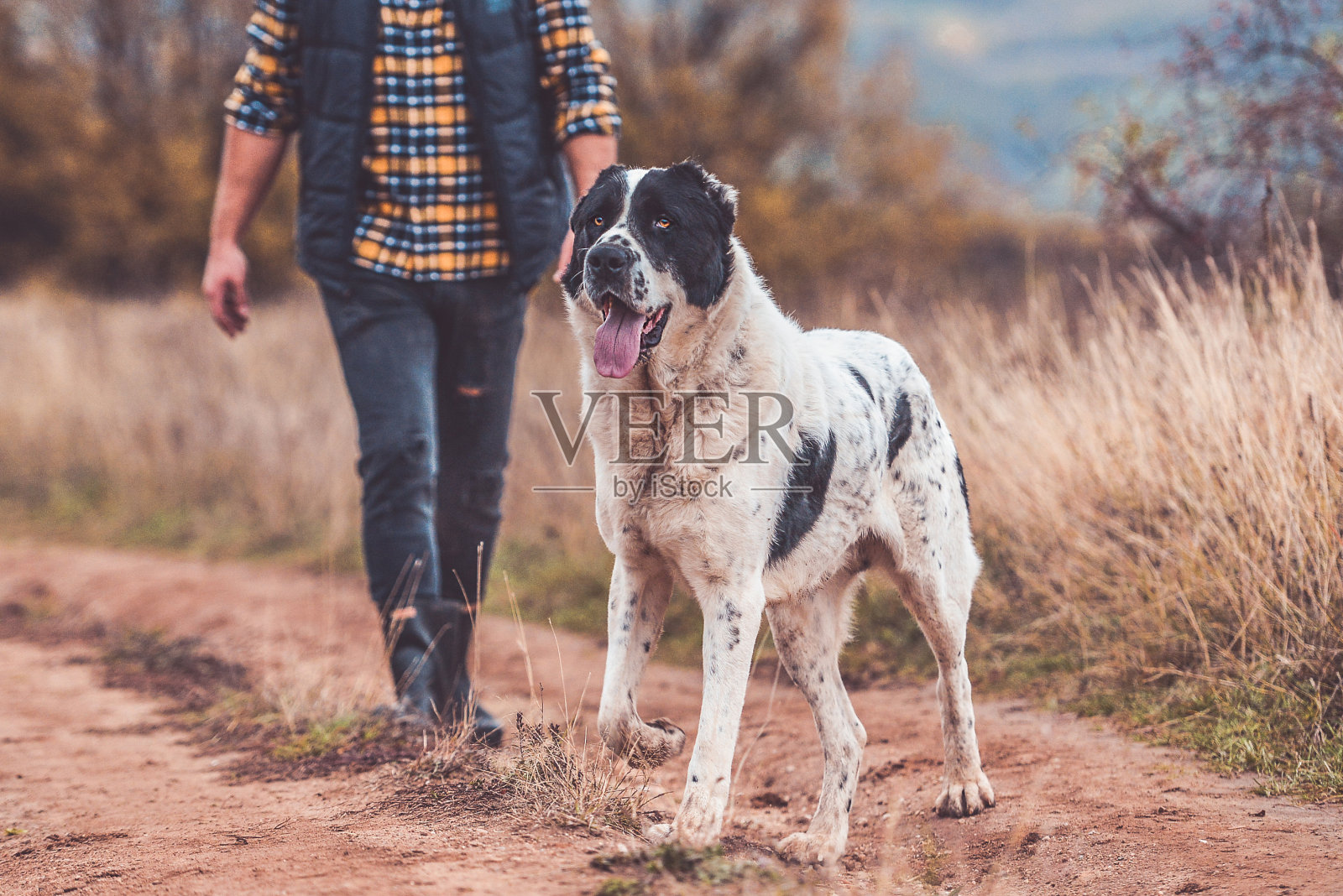 中亚牧羊犬照片摄影图片