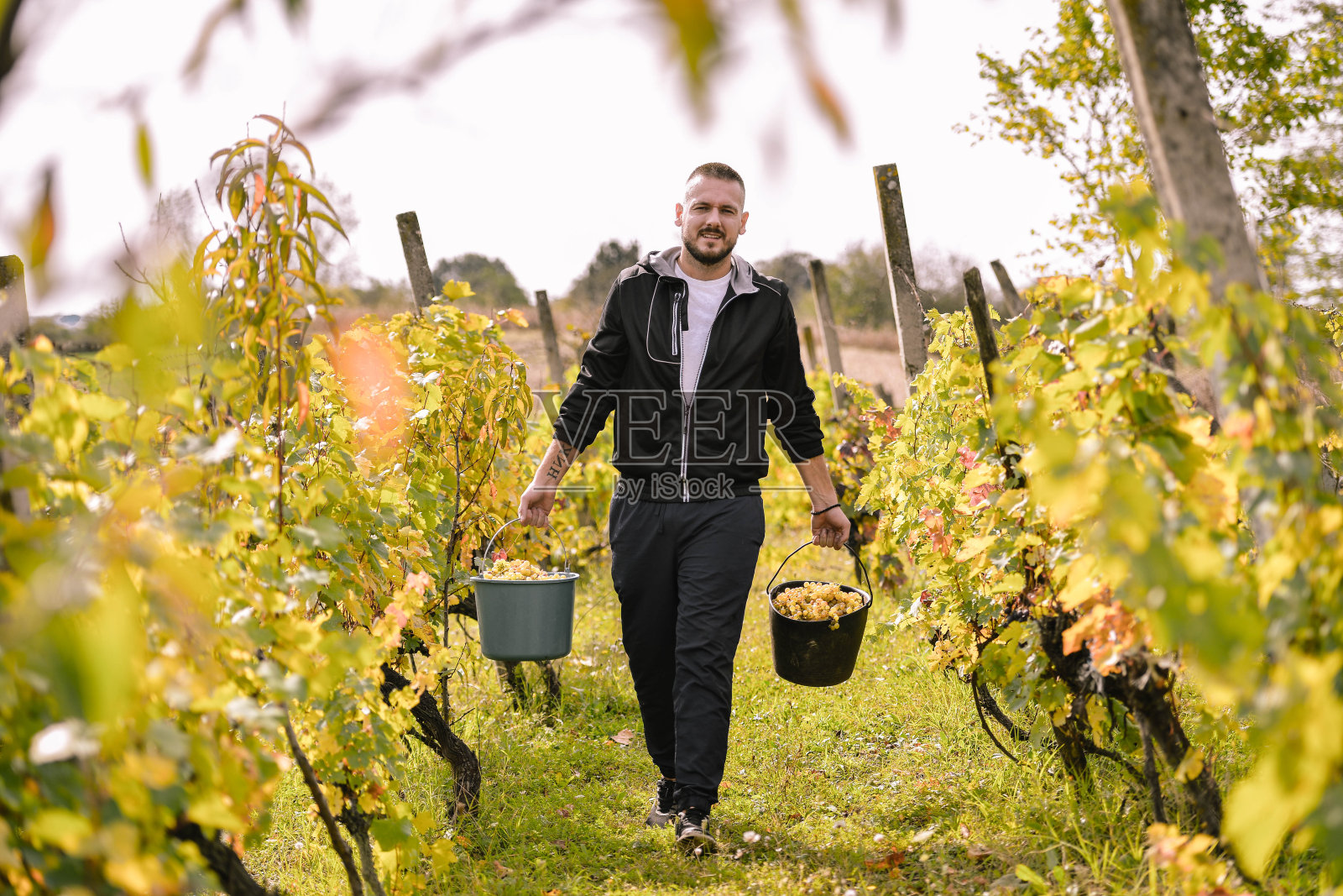 葡萄收获照片摄影图片