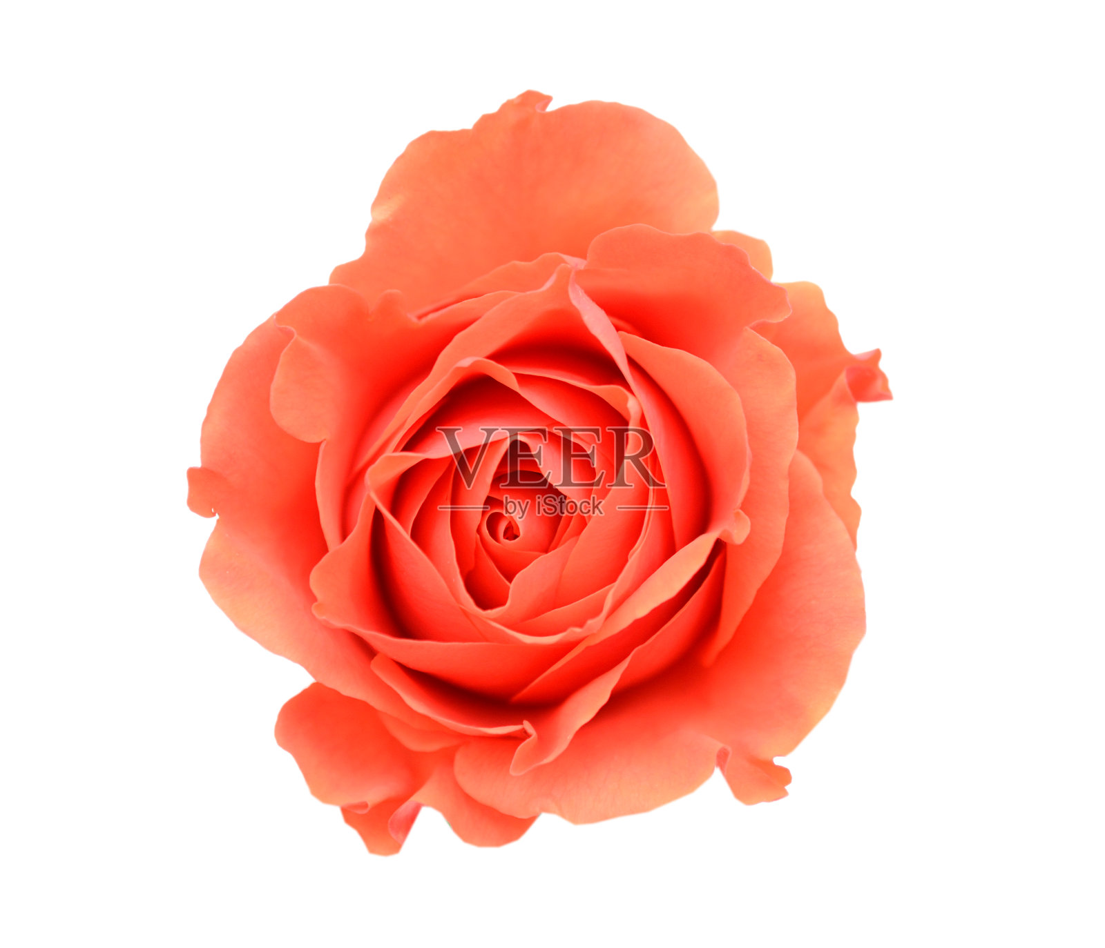 一个橙色的玫瑰花头孤立白色照片摄影图片