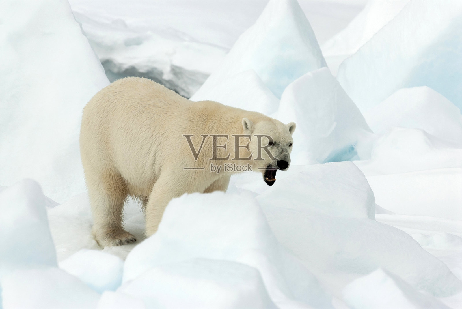 成年北极熊栖息在雪地里打哈欠照片摄影图片