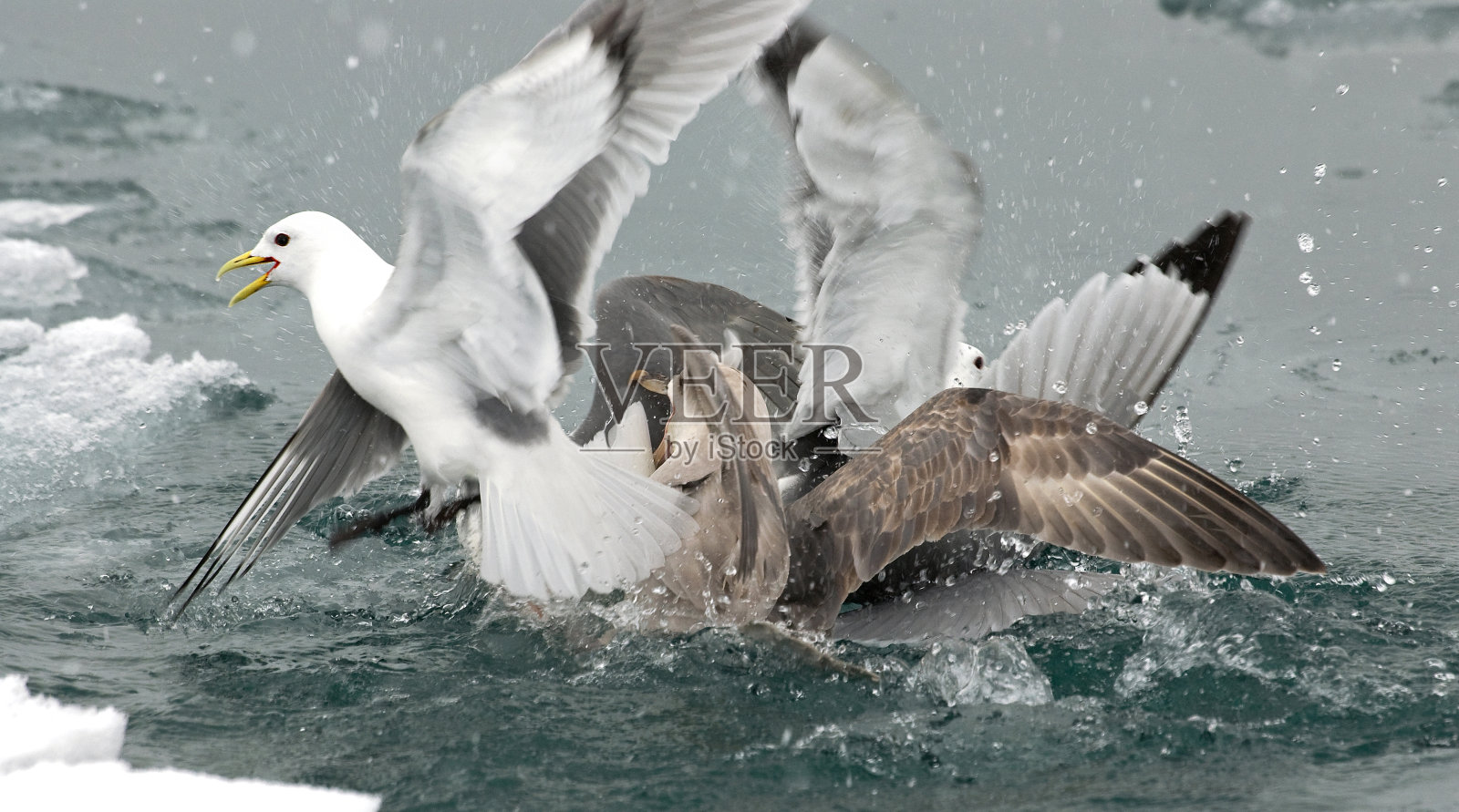 北富尔玛，黑腿Kittiwake, Fulmar, Kittiwake, Kittiwake, Fulmarus glacialis, Rissa tridactyla，照片摄影图片