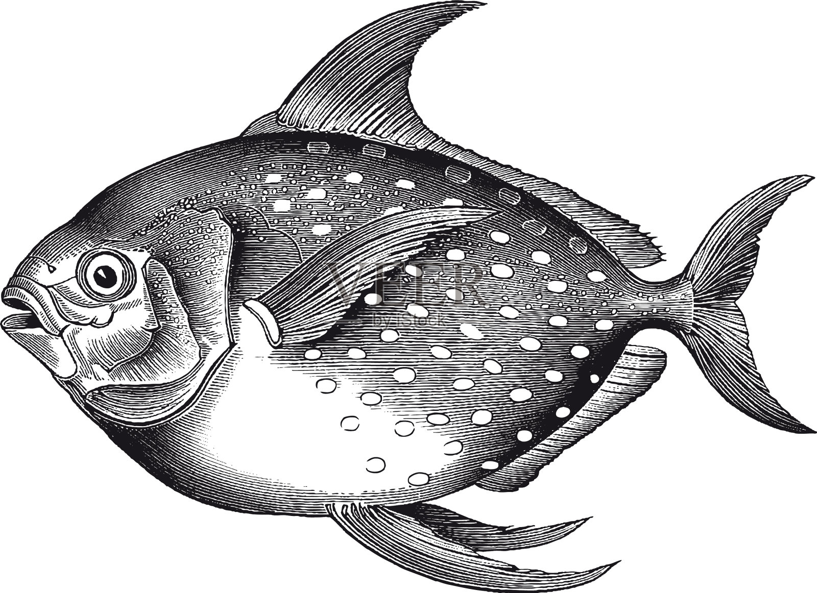 高细节月牙鱼雕刻设计元素图片