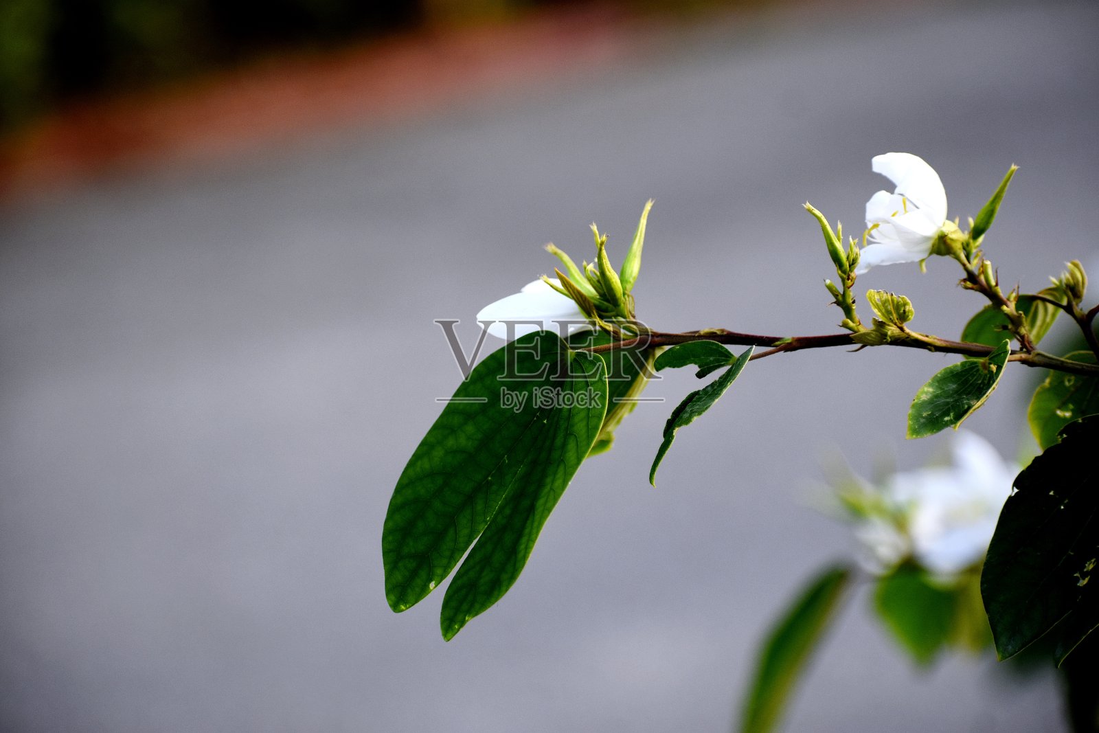 有花植物及花卉照片摄影图片