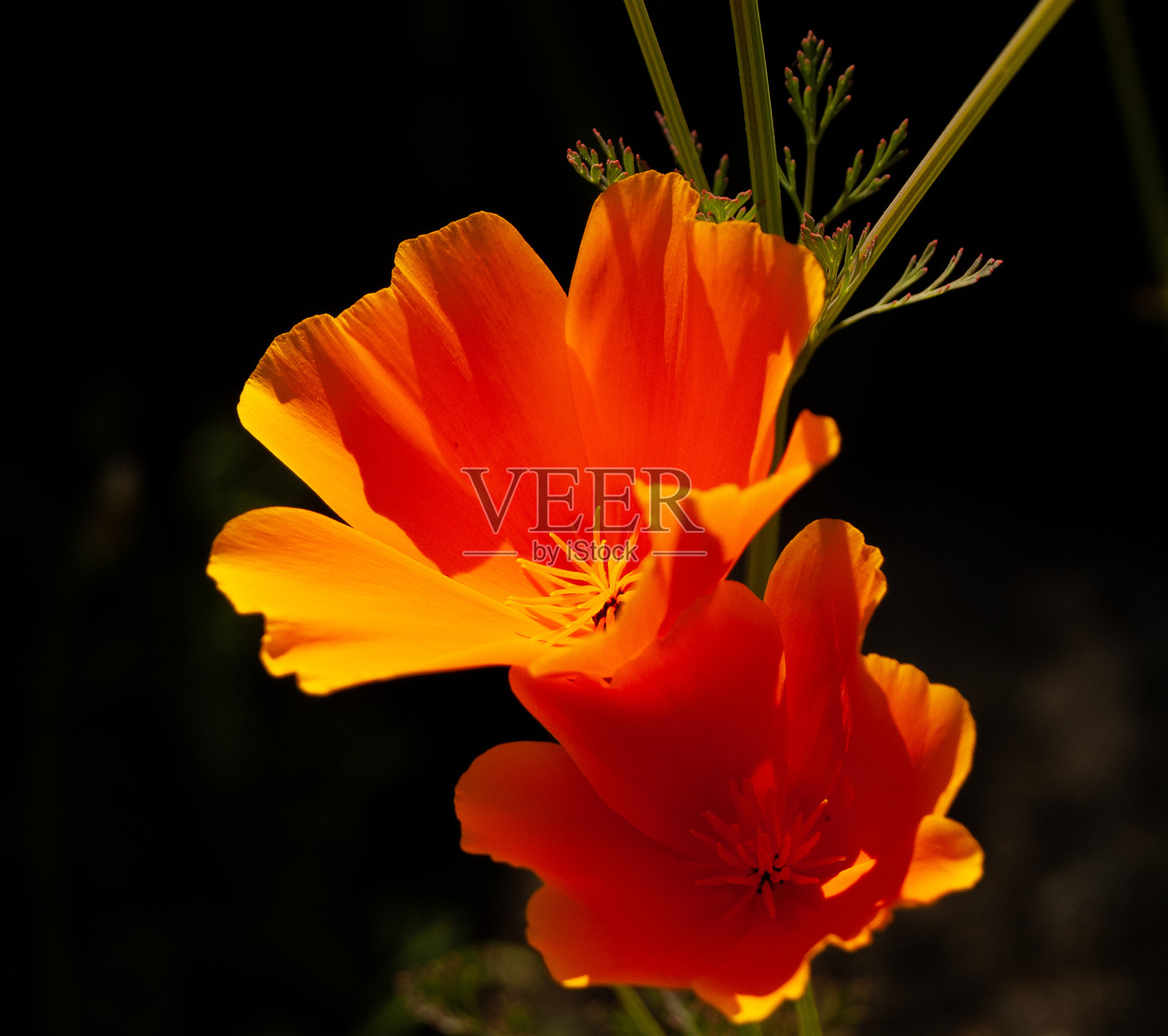 加州罂粟照片摄影图片