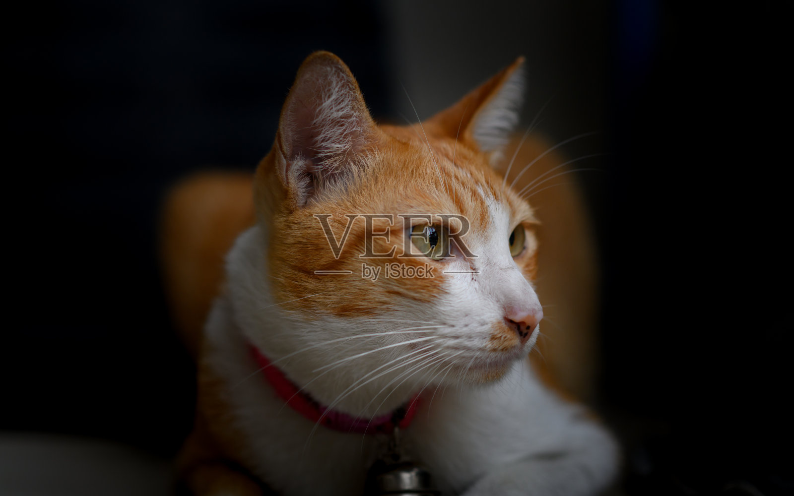 画像的虎斑泰国猫在黑暗的背景照片摄影图片