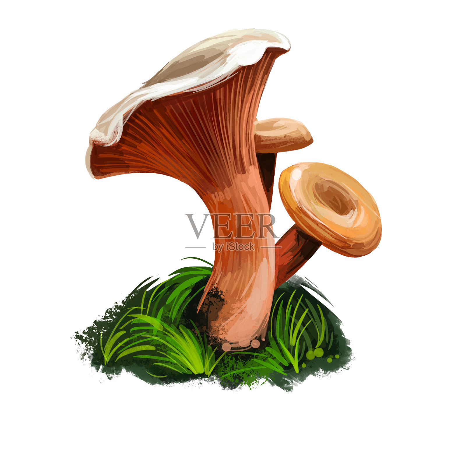 乳松菇，假藏红花或橙色乳帽蘑菇特写数字艺术插图。色彩鲜艳的橙色真菌。蕈生季节，生长在树林和森林中的采集植物插画图片素材