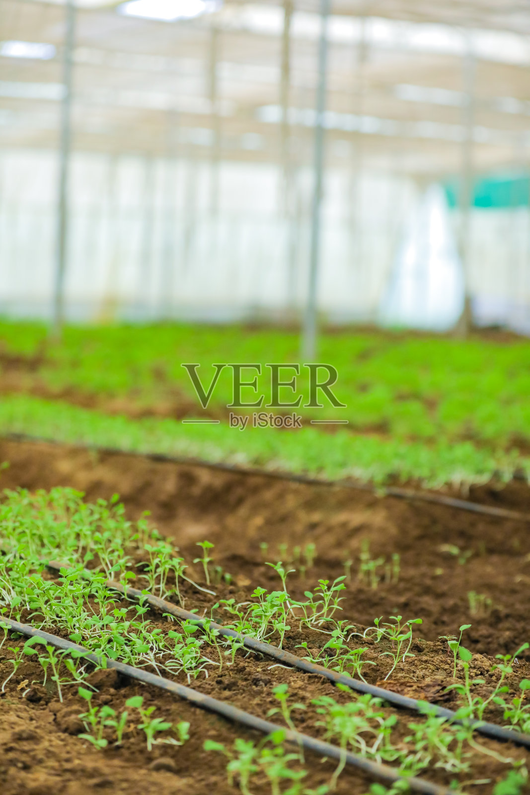 温室里种有香菜和胡芦巴照片摄影图片