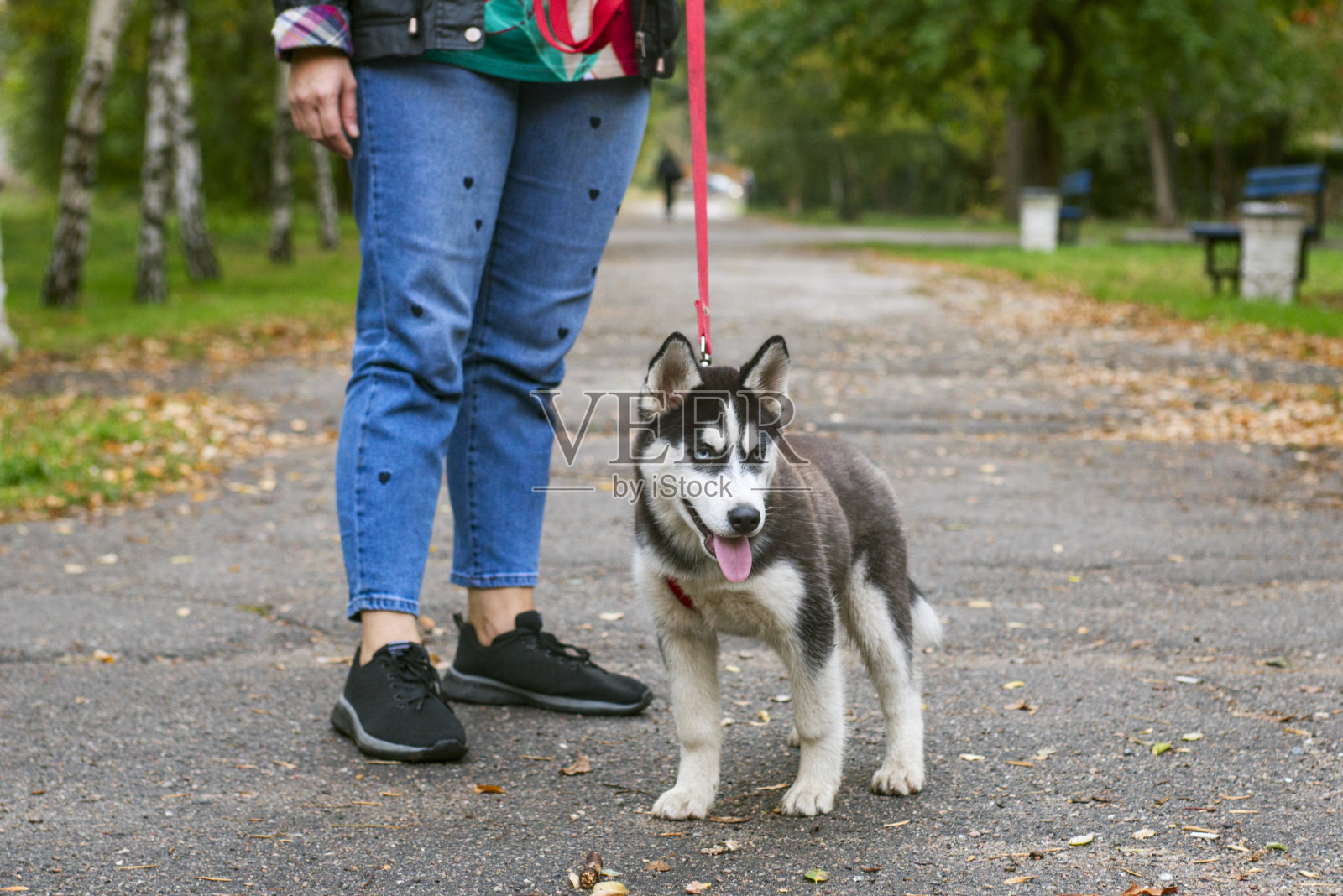 一个年轻女子和一只哈士奇狗在公园里散步。温顺的宠物与他的主人。的宠物散步。照片摄影图片