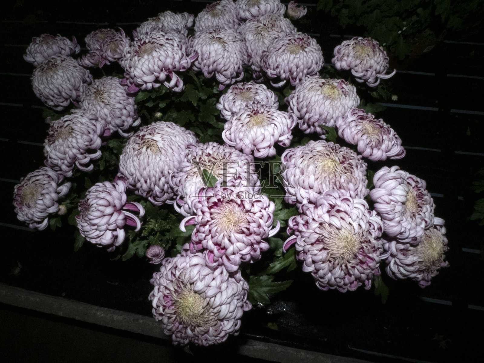 菊花孤立在黑色上照片摄影图片