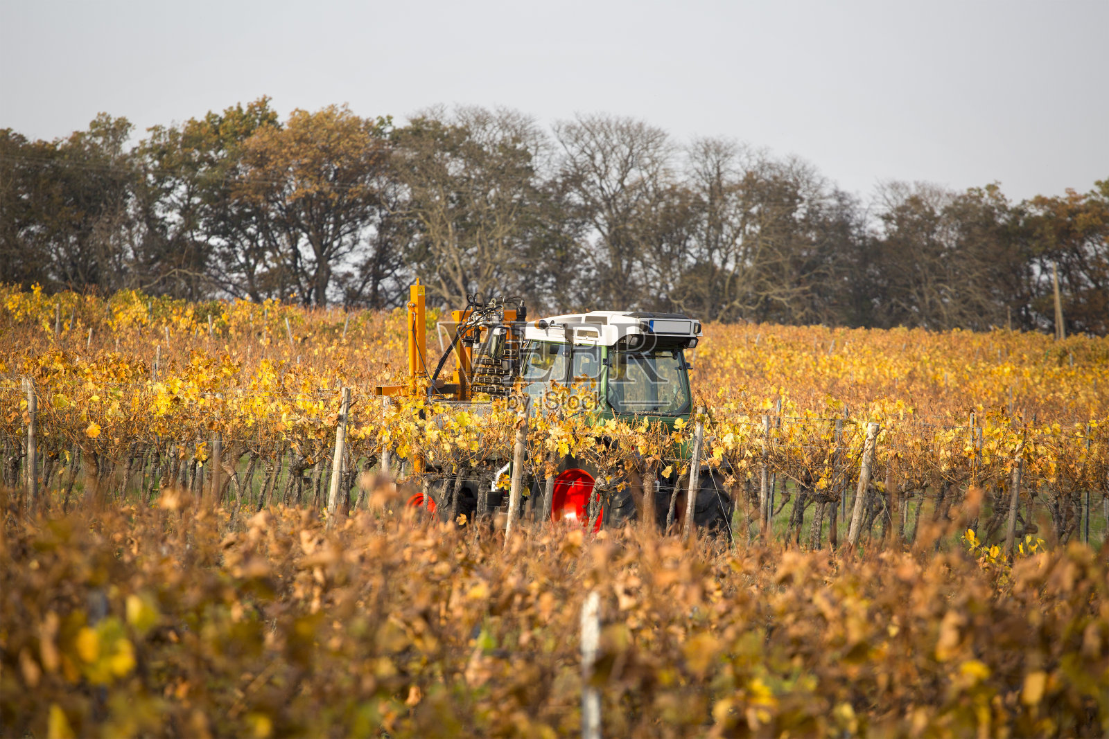 秋天葡萄园里的小型拖拉机照片摄影图片
