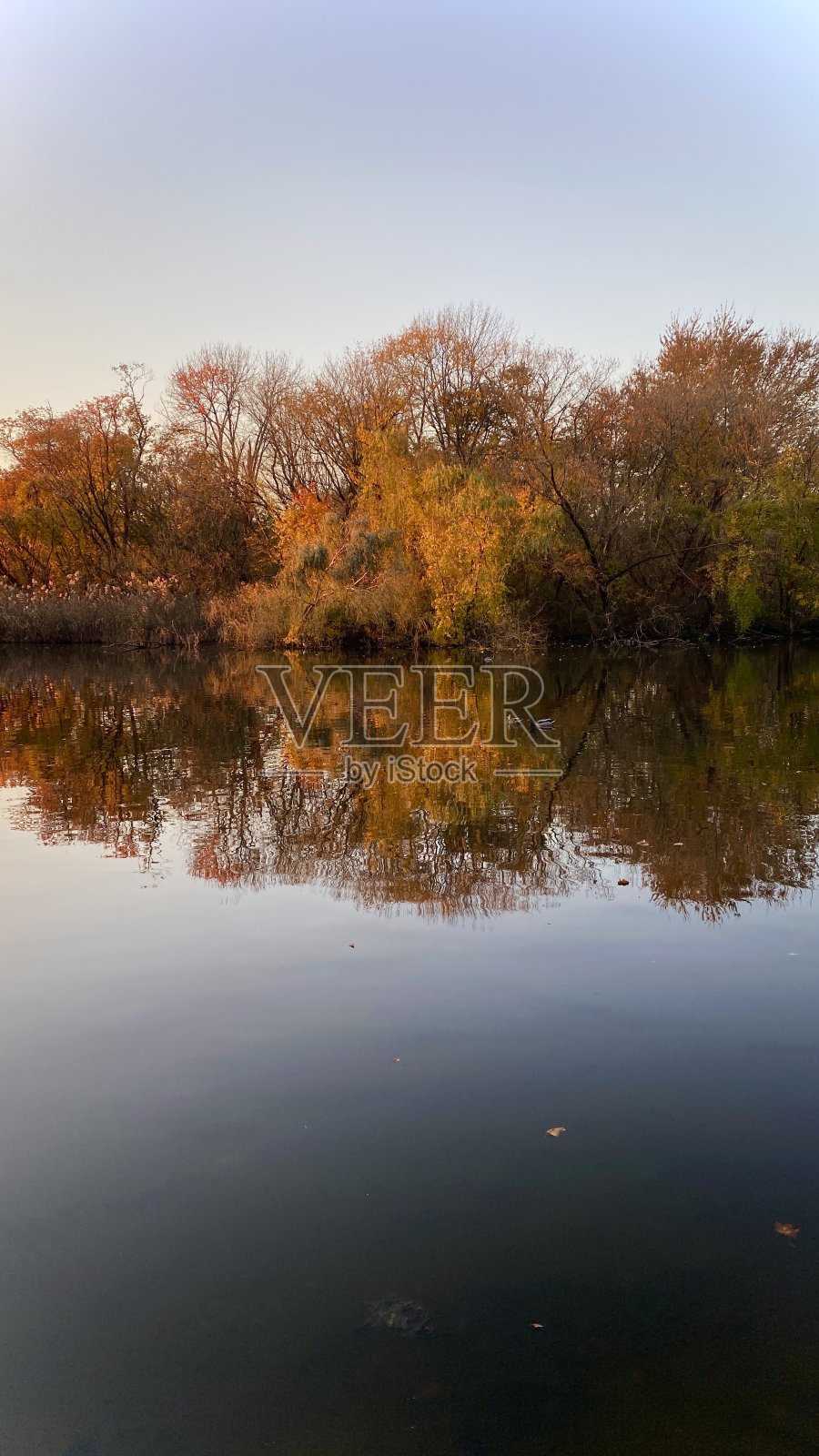 秋天日落与树在湖上照片摄影图片