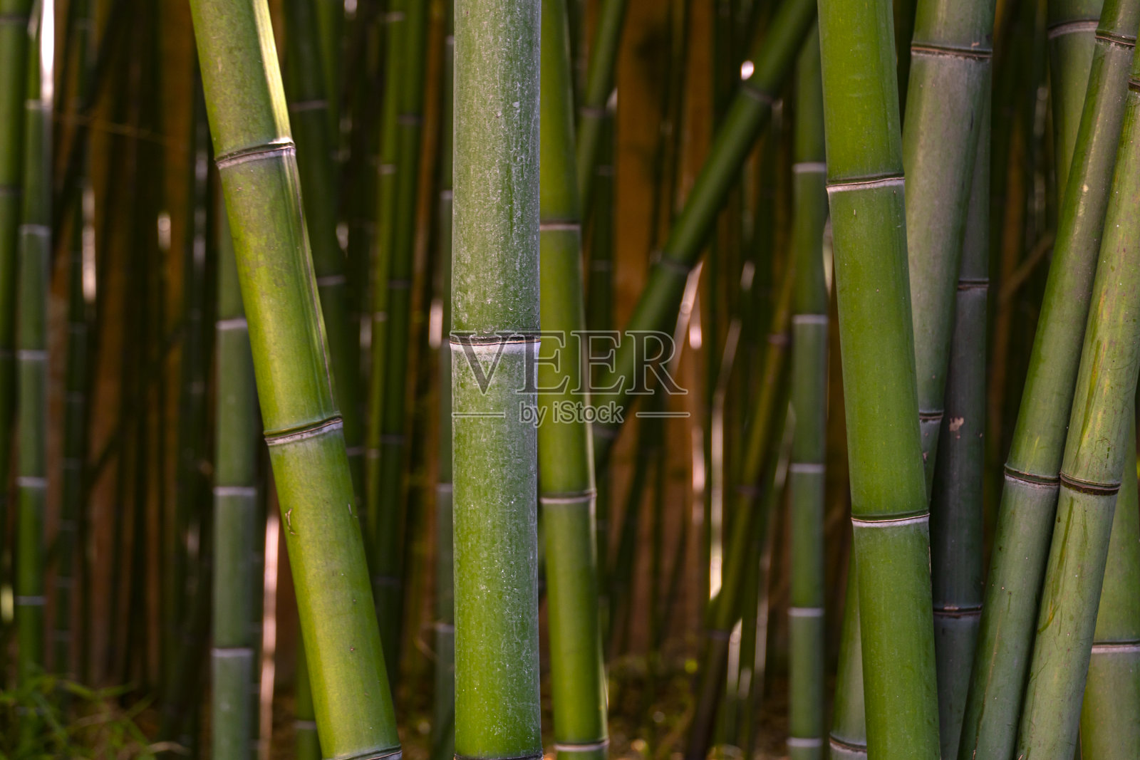 竹林、自然背景照片摄影图片