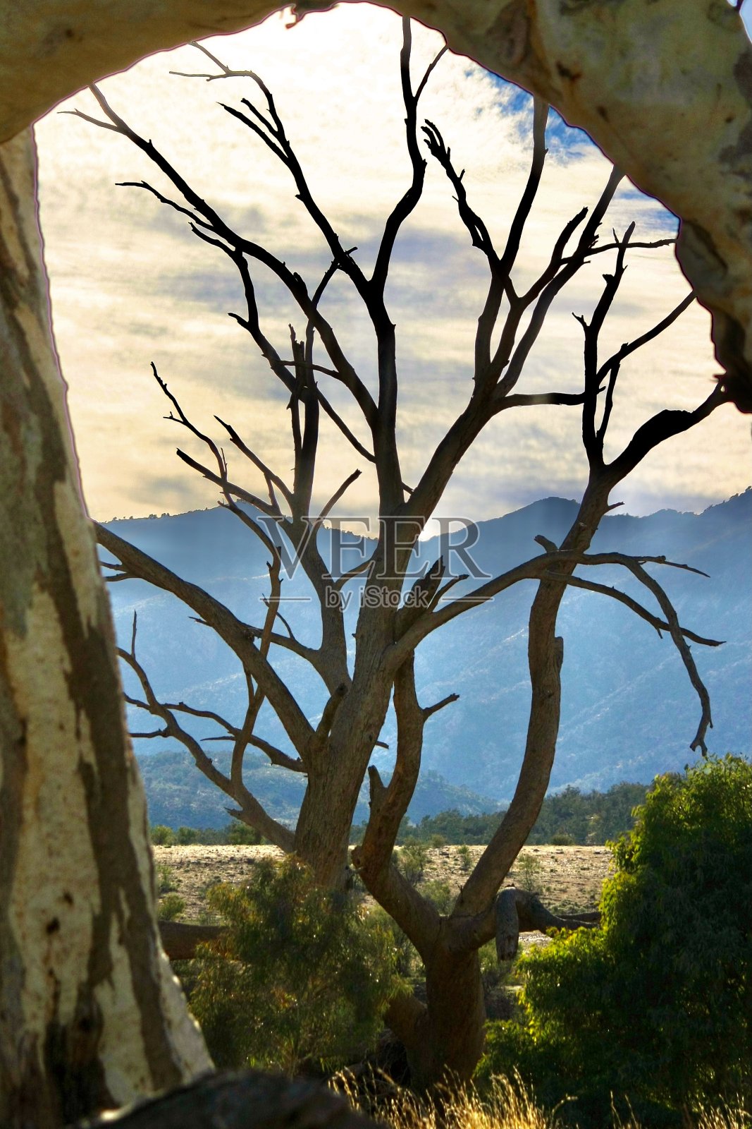 内地的桉树照片摄影图片