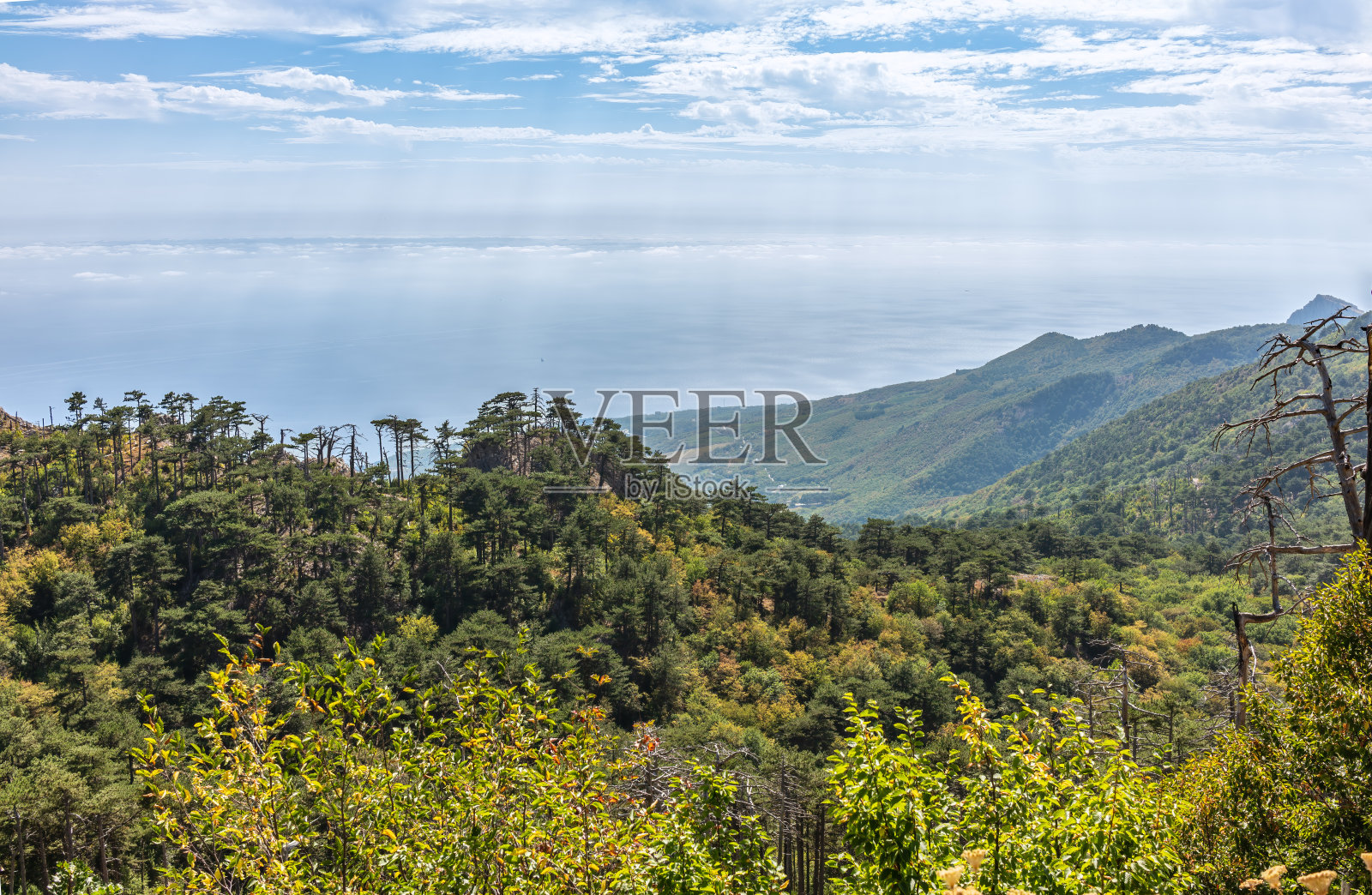 海岸边的山坡上有绿树。照片摄影图片