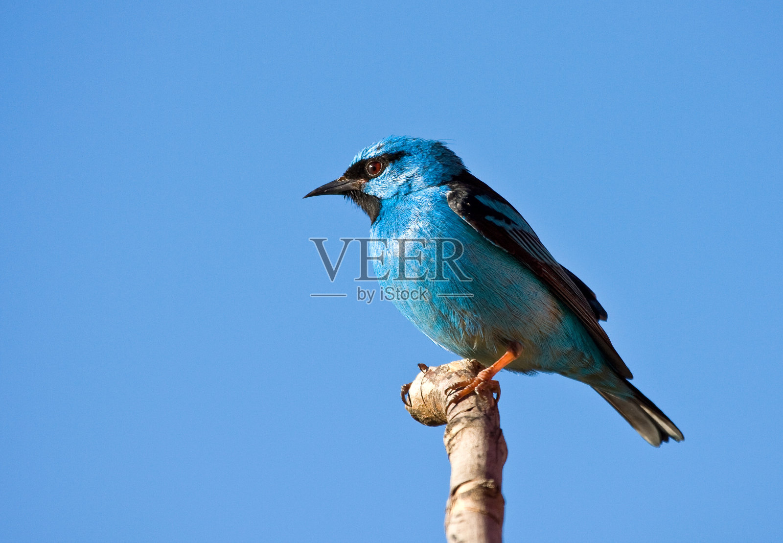 巴西的鸟类照片摄影图片