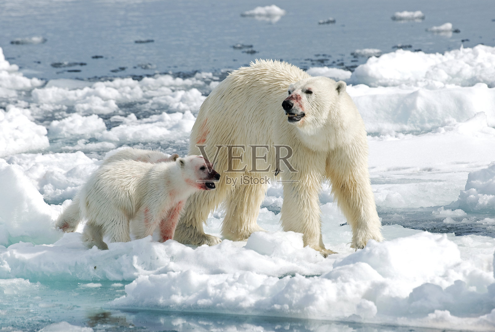 北极熊，IJsbeer，小熊照片摄影图片