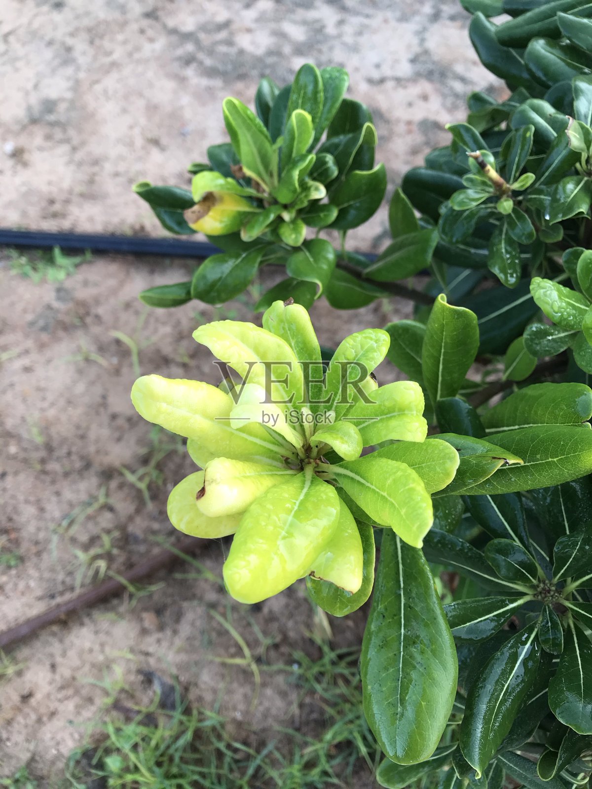 自然界》。马略卡岛帕尔马。西班牙。照片摄影图片