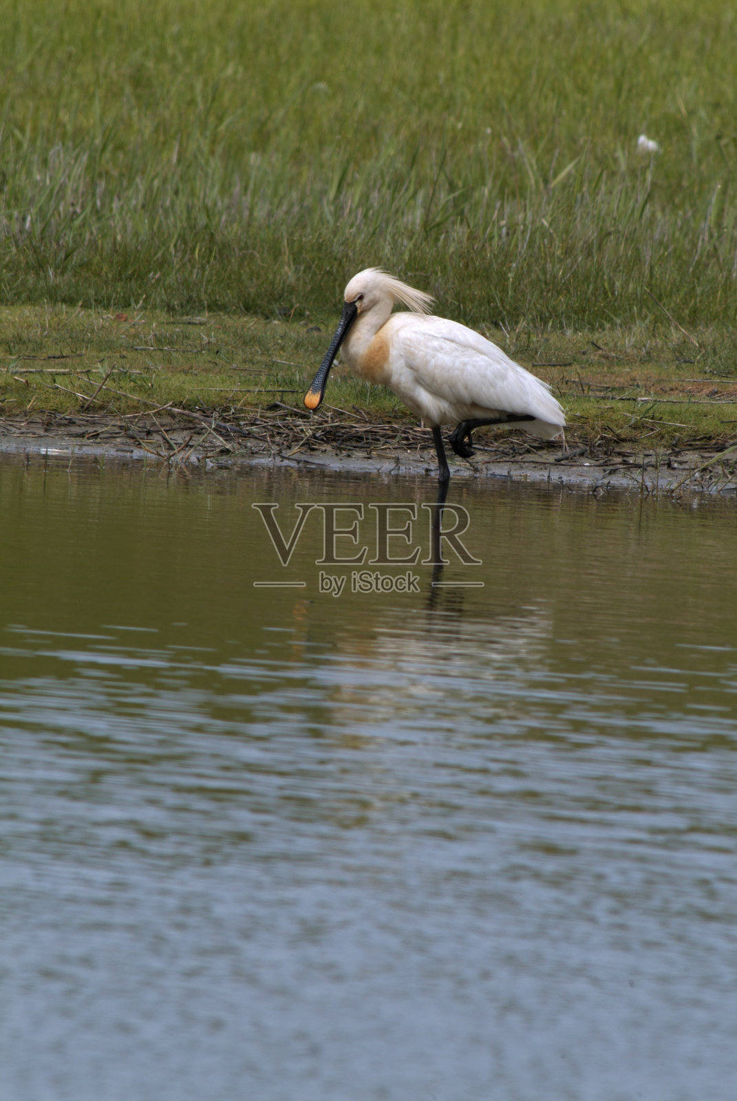 篦鹭照片摄影图片