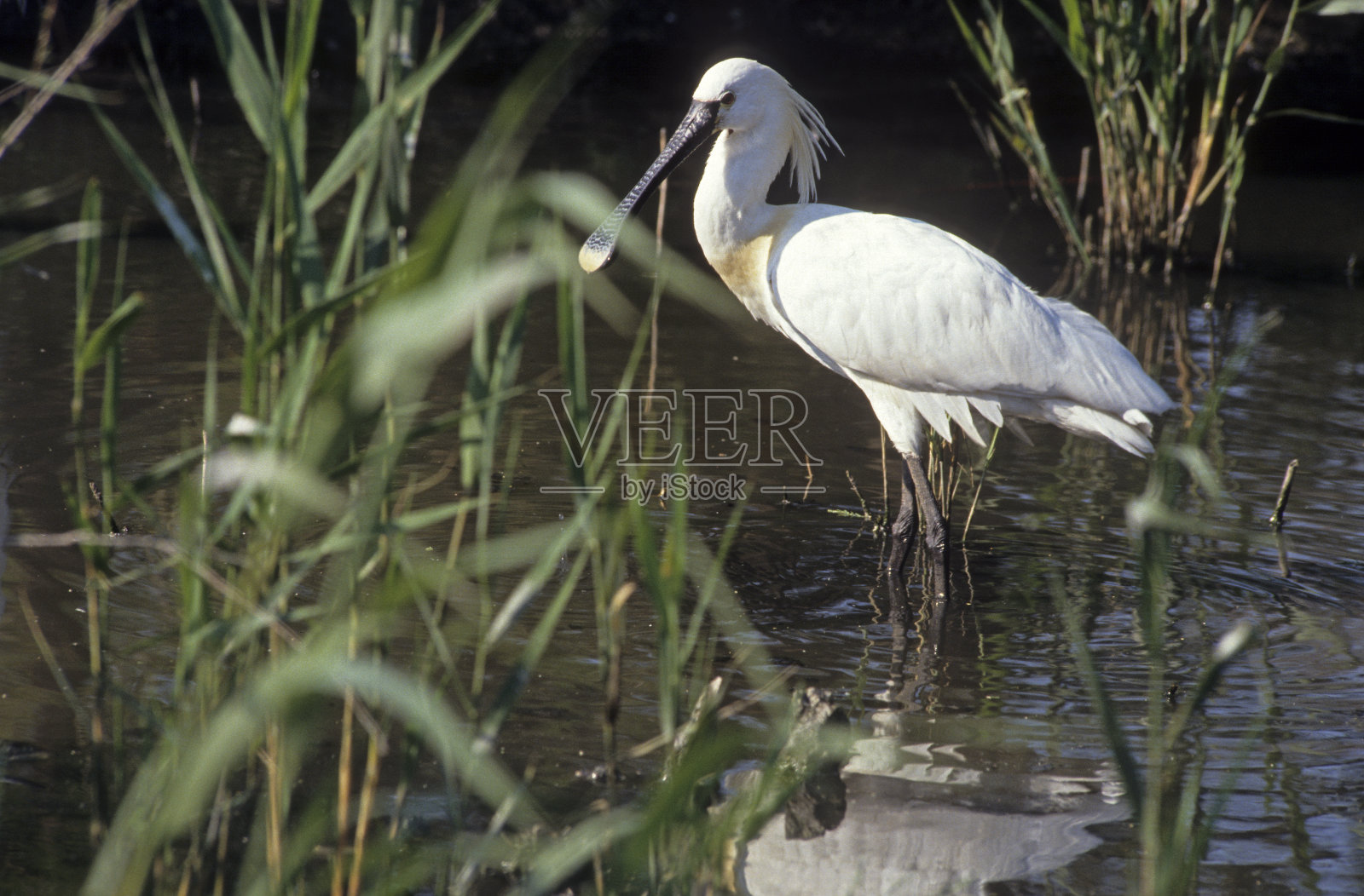 篦鹭照片摄影图片