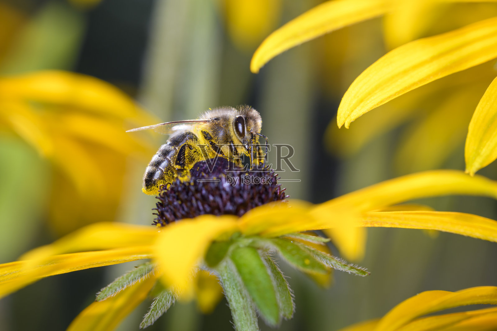 意大利蜜蜂(Apis mellifera)为富氏小蜂(Rudbeckia fulgida)授粉照片摄影图片