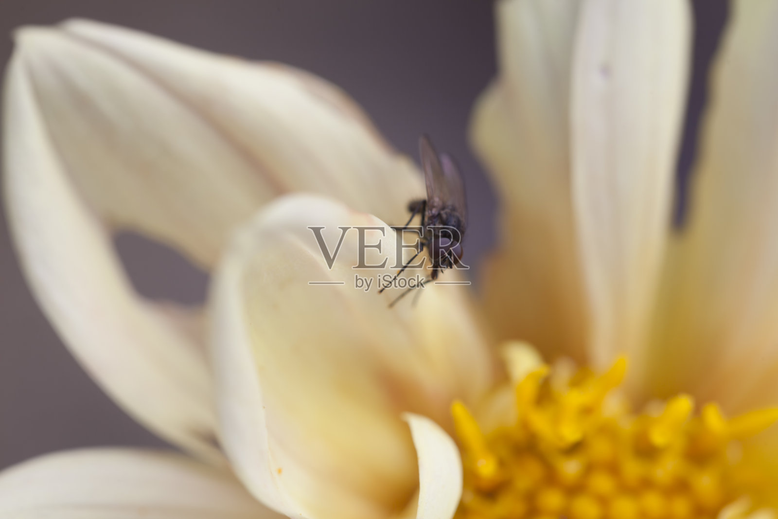 好奇的飞照片摄影图片