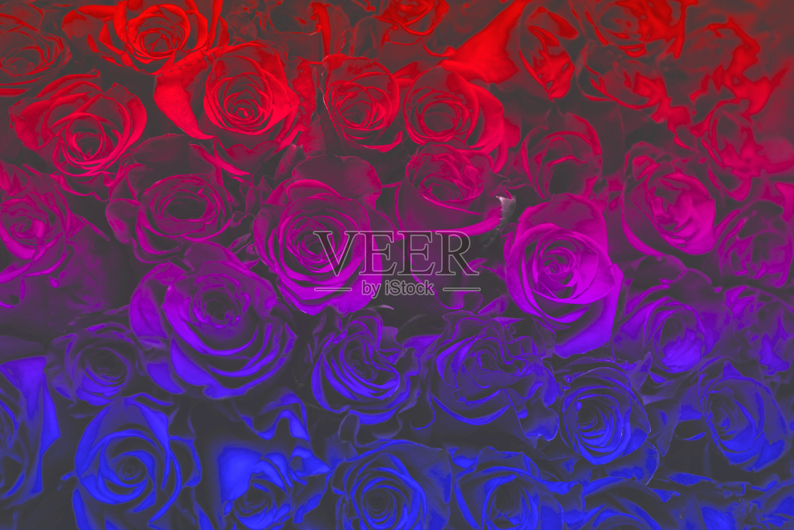 许多红、紫、蓝玫瑰配红花瓣，是节日的花束照片摄影图片