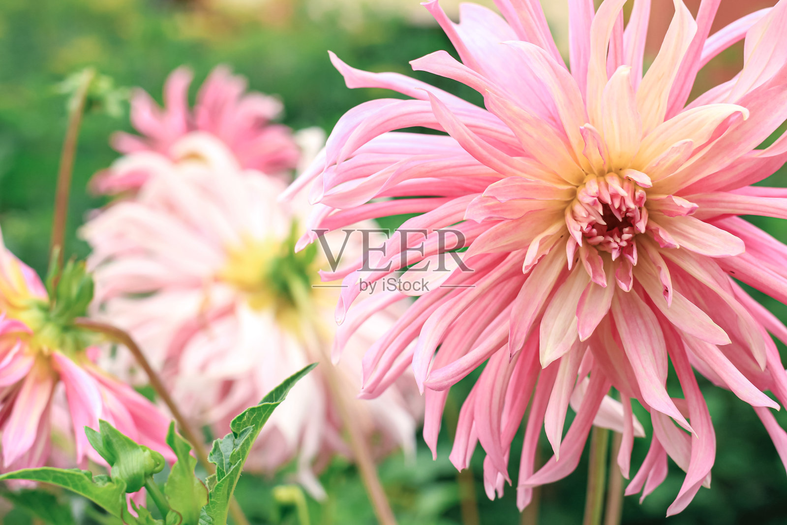 大丽花。近距离观看粉红色的大丽花在花园里。花的美丽的背景。照片摄影图片