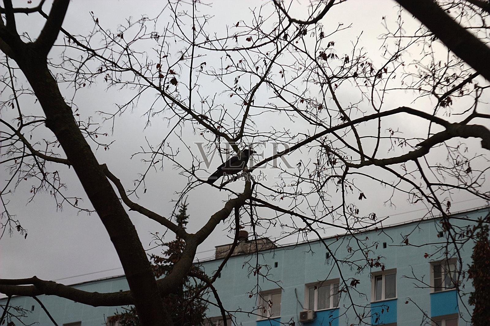 一幢多层建筑的庭院里，一只乌鸦站在树枝上照片摄影图片