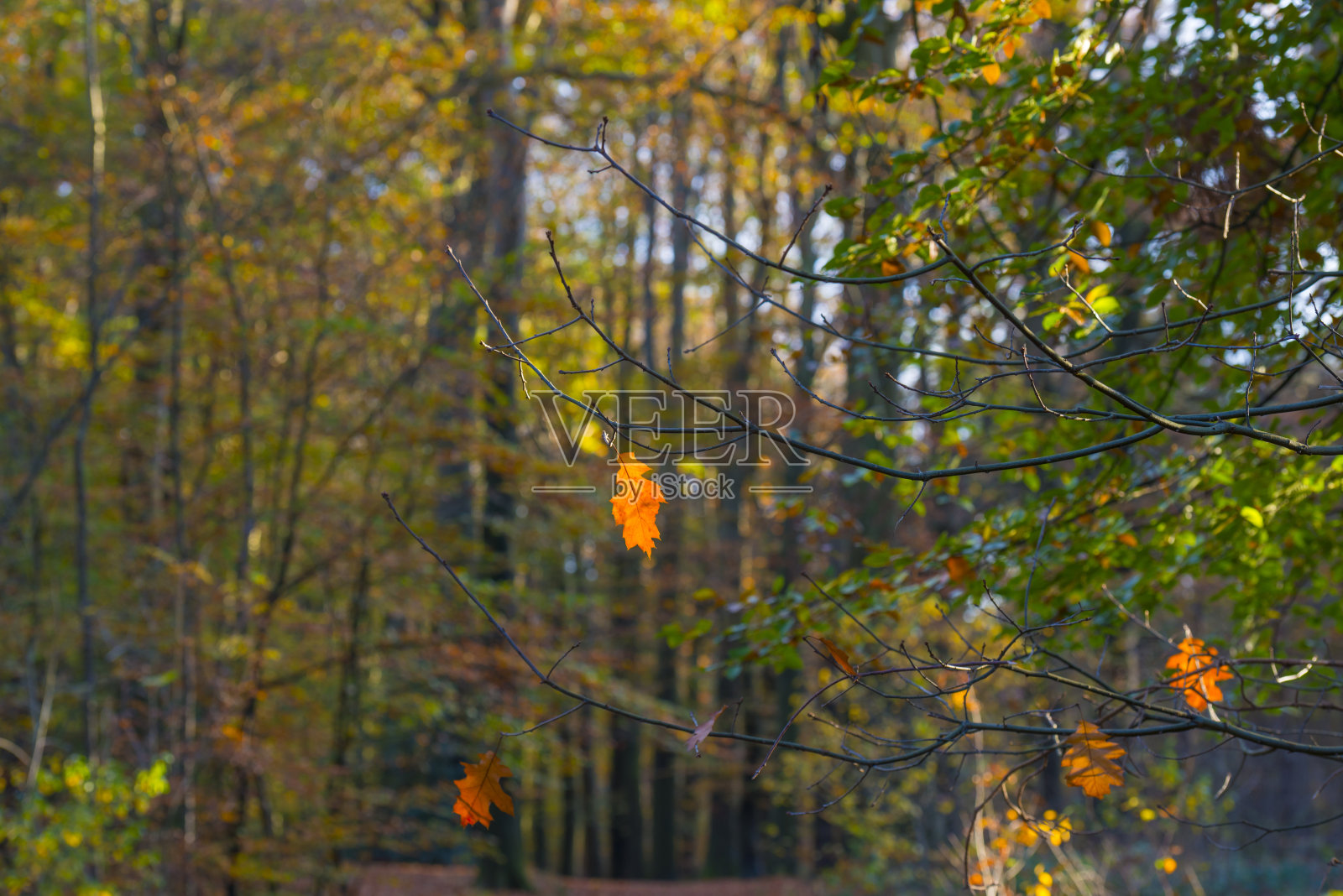 秋天，森林里的树木在明亮的阳光下呈现出斑斓的秋色照片摄影图片