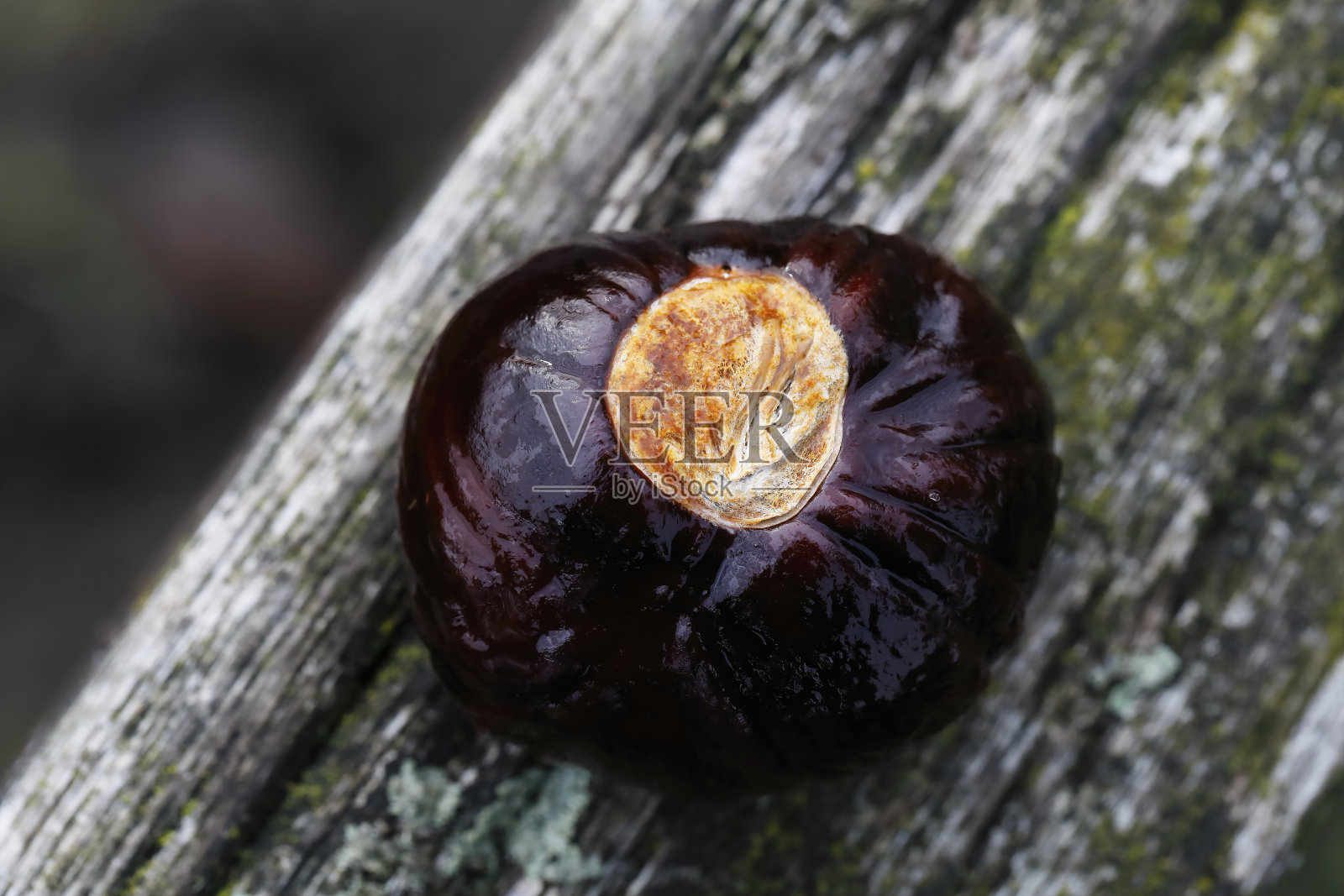 俄亥俄州秋天七叶树果七叶树照片摄影图片