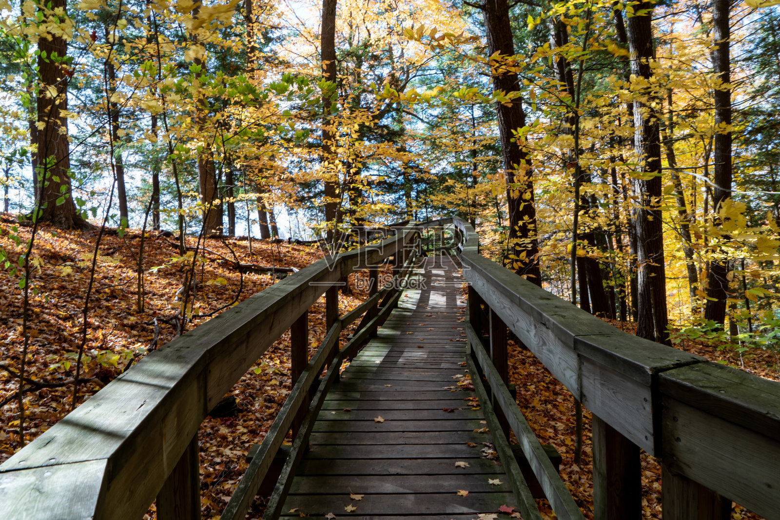 加拿大沃恩伍德布里奇Kortright中心保护的秋季森林通道照片摄影图片