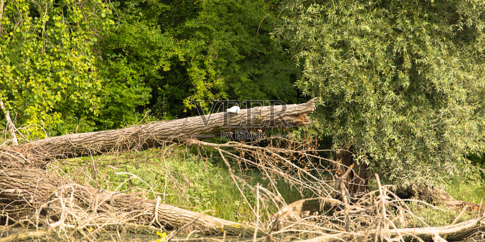 莱茵兰-普法尔茨海姆附近的莱茵河自然保护区植被茂密照片摄影图片