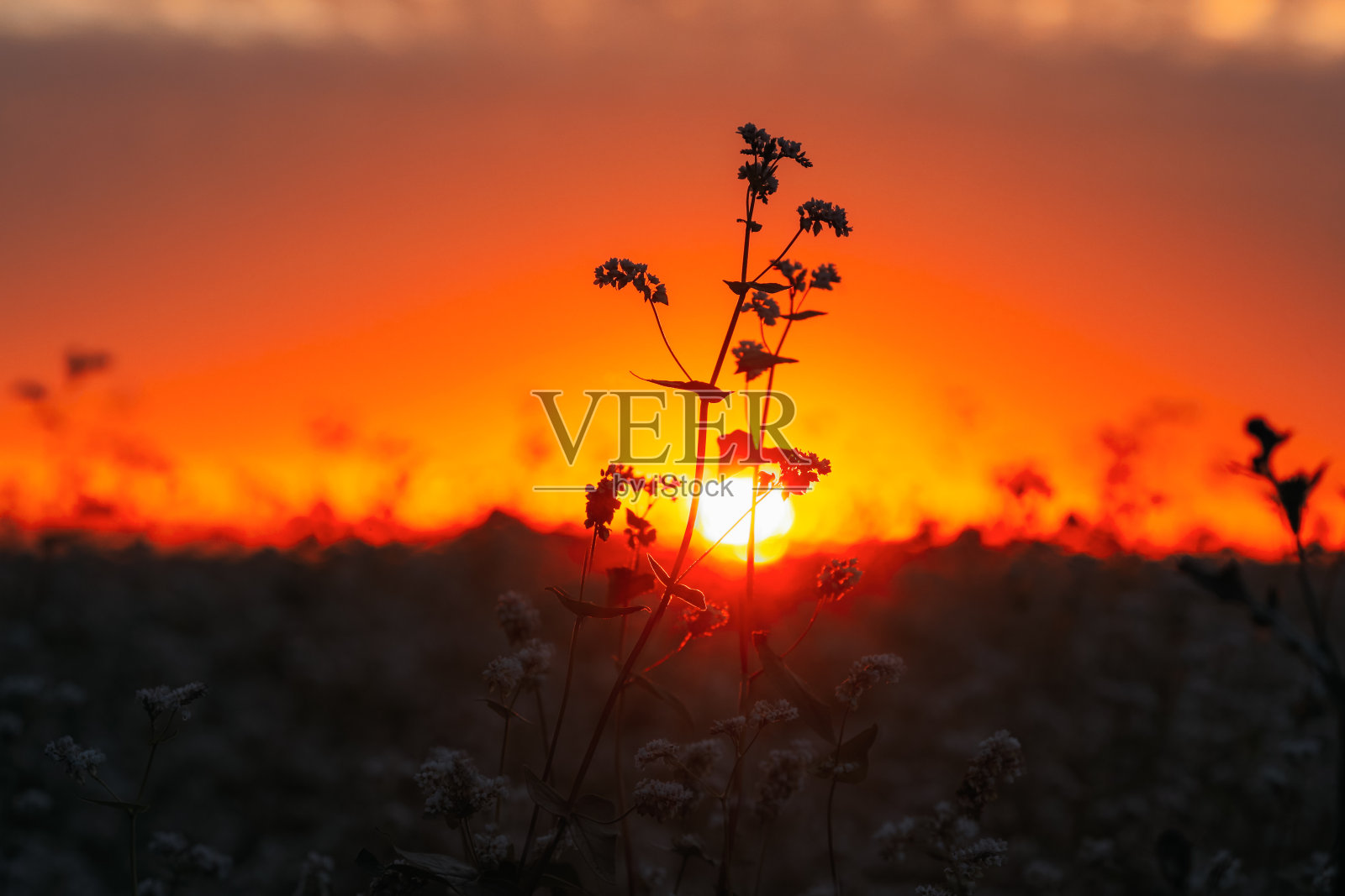 夏日阳光照耀荞麦开花植物的幼苗。日落日出的太阳。关闭了。蓼科绿肥照片摄影图片