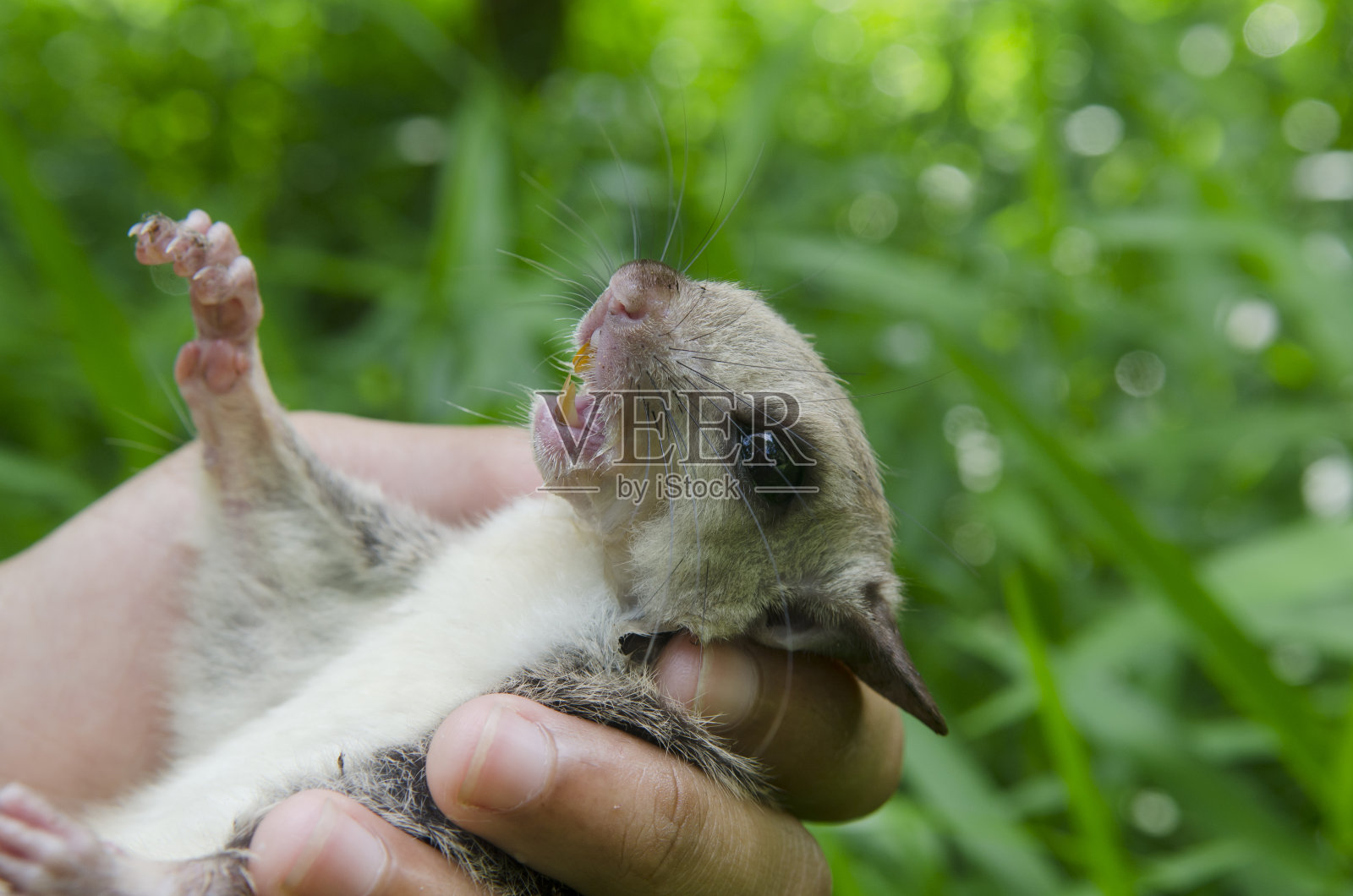 飞鼠在研究人员手中。照片摄影图片
