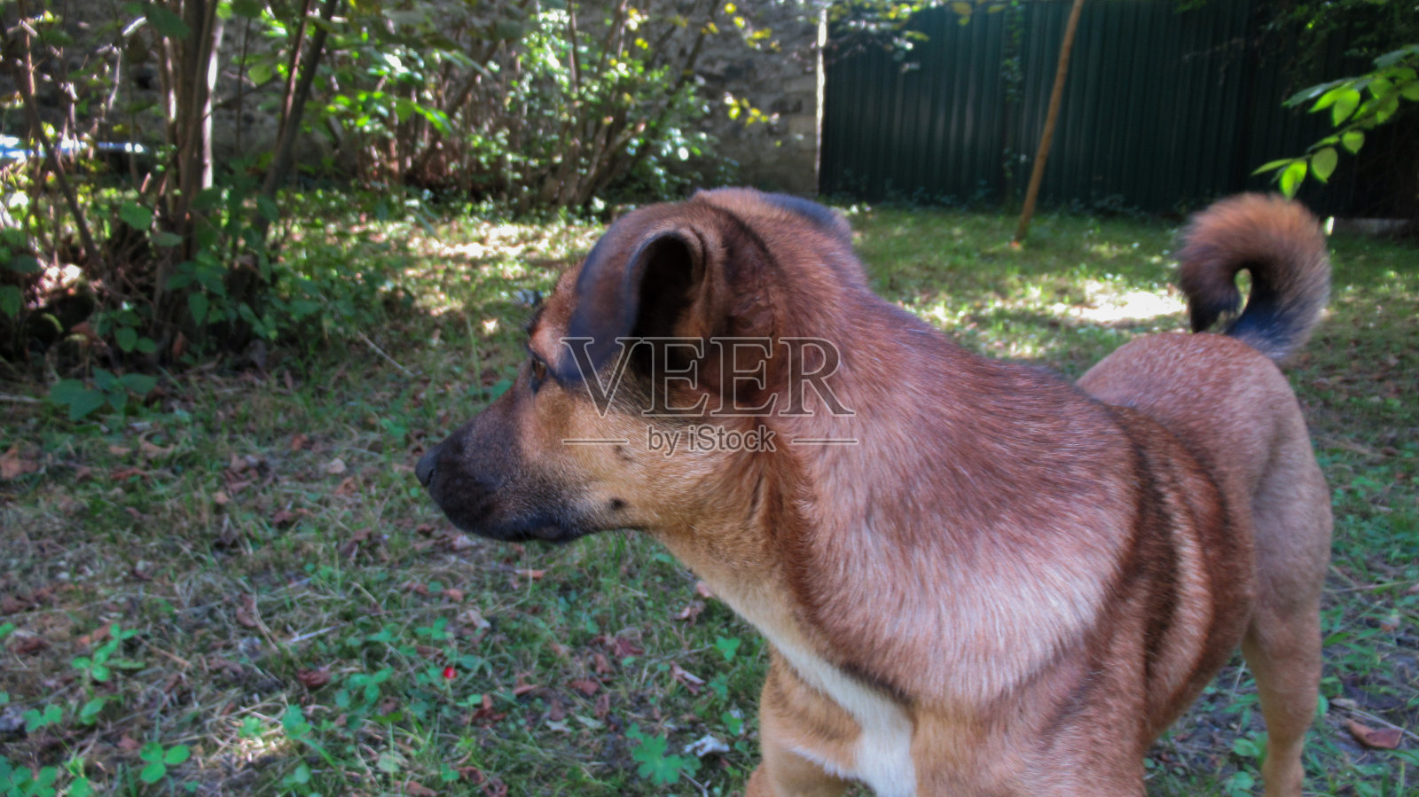 可爱的黄灰狗看着他的主人和他玩照片摄影图片