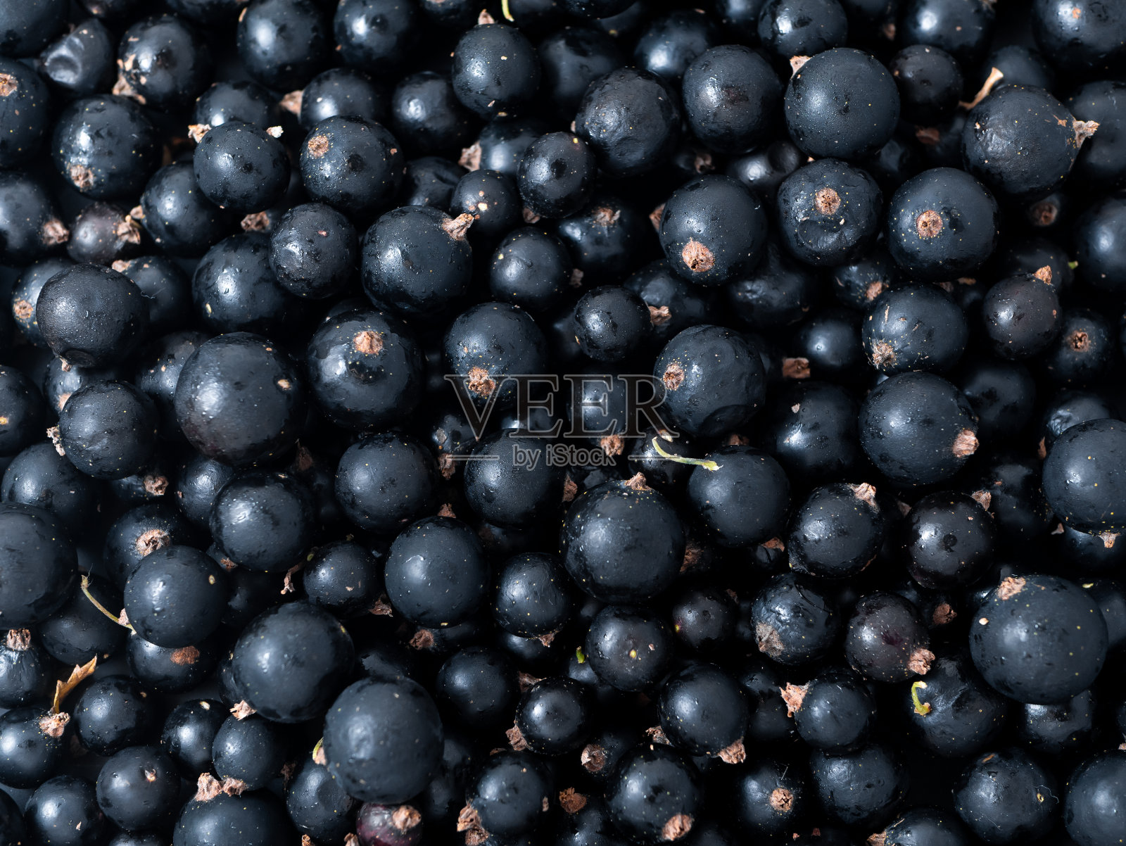 新鲜成熟的黑加仑子。夏日维生素特写照片摄影图片