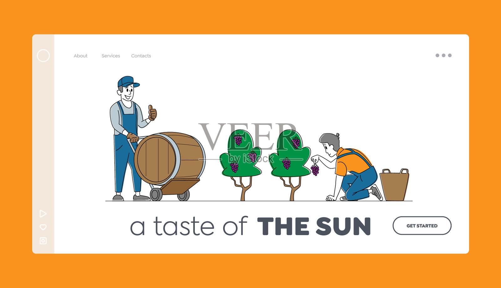 在葡萄园采摘葡萄的特点插画图片素材