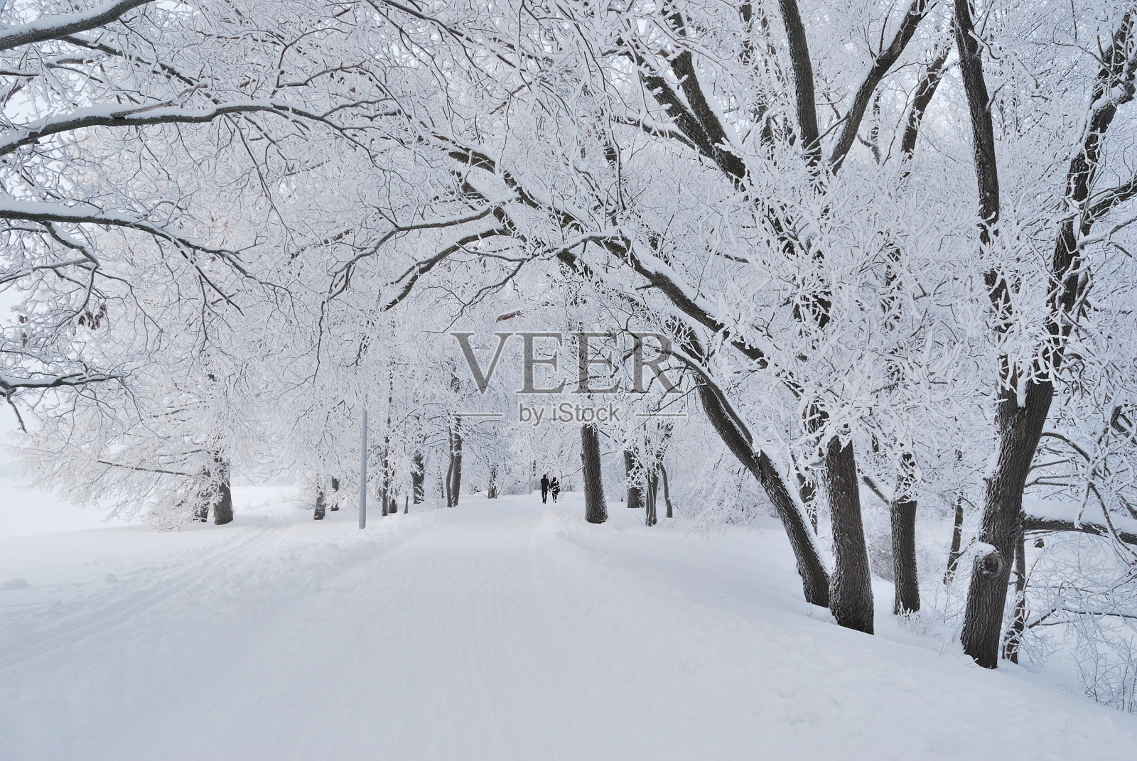 美丽的冬天公园照片摄影图片